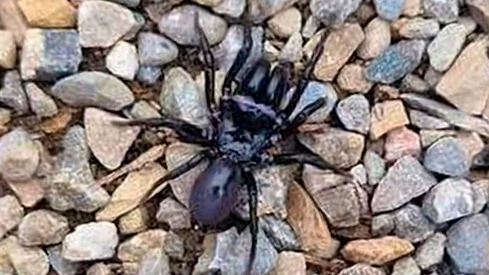 Grusel-Spinnen sorgen für Unruhe in der Schweiz