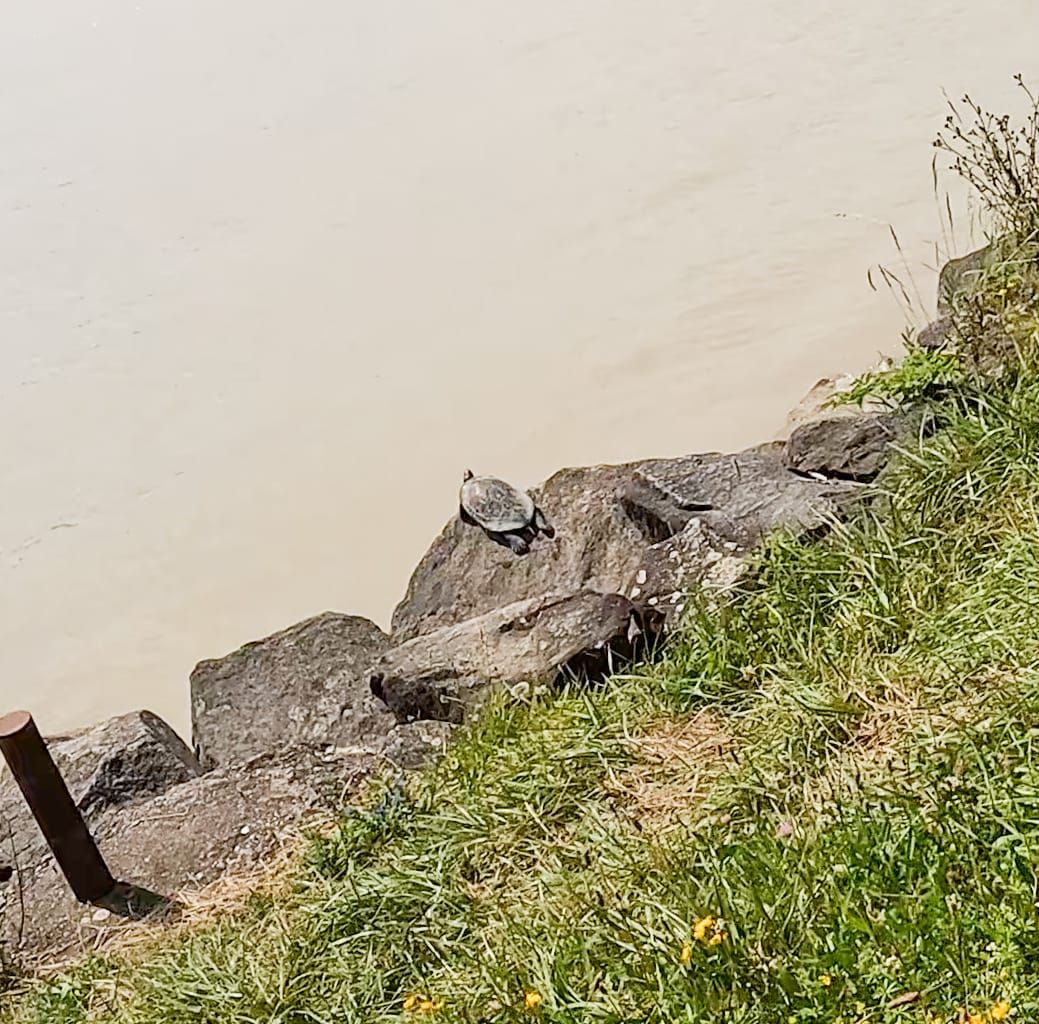 Er traute seinen Augen kaum: Mitten an der Donau erspähte der Linzer auf einmal eine Schildkröte.