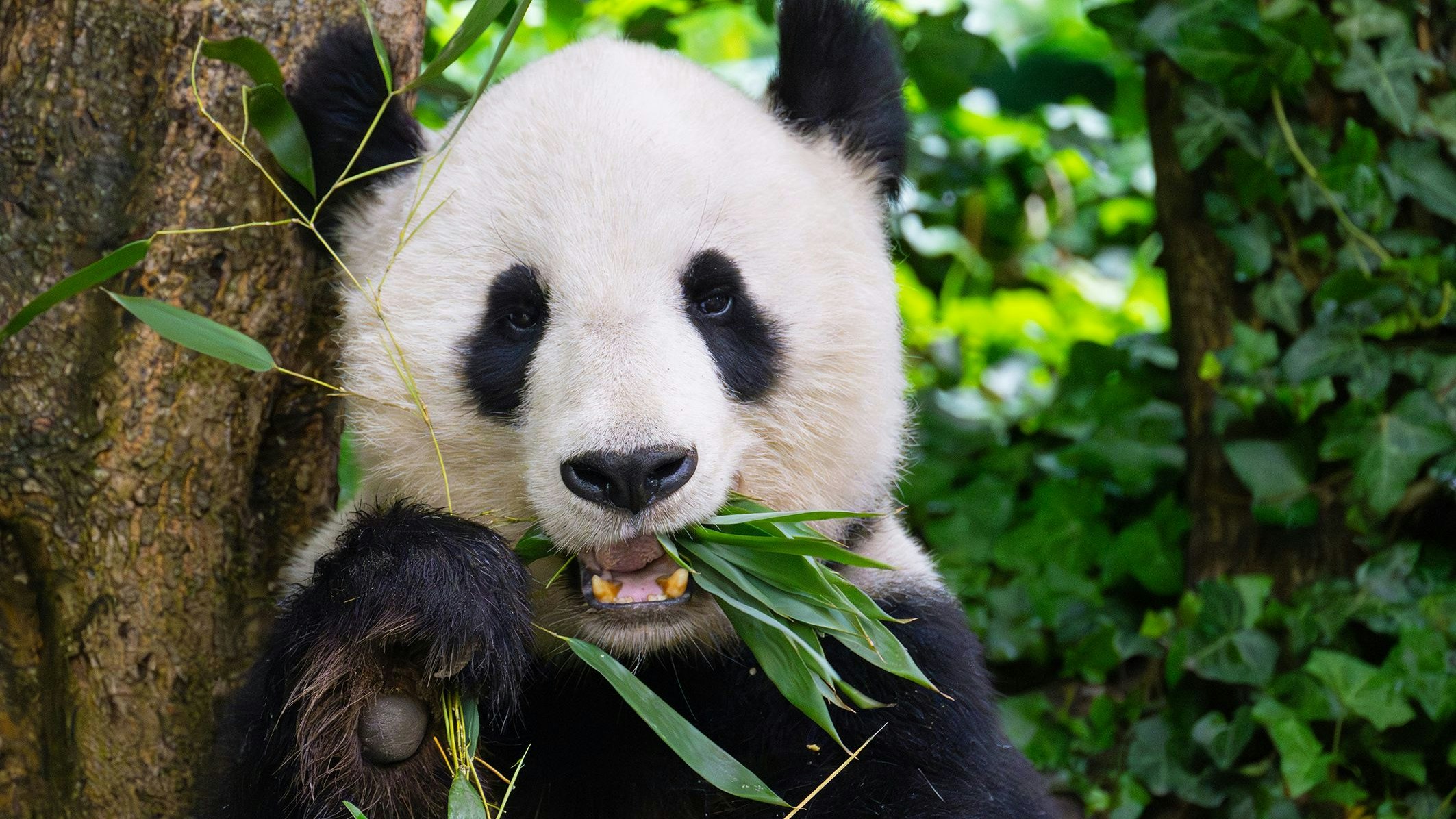 "Yang Yang" schenkte fünf kleinen Pandas in Schönbrunn das Leben. 