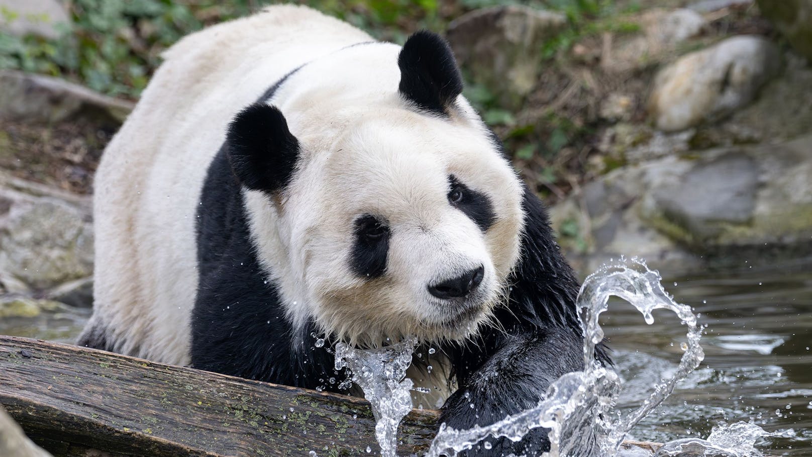 Abschied naht, doch Pandas gibt es weiterhin im Zoo