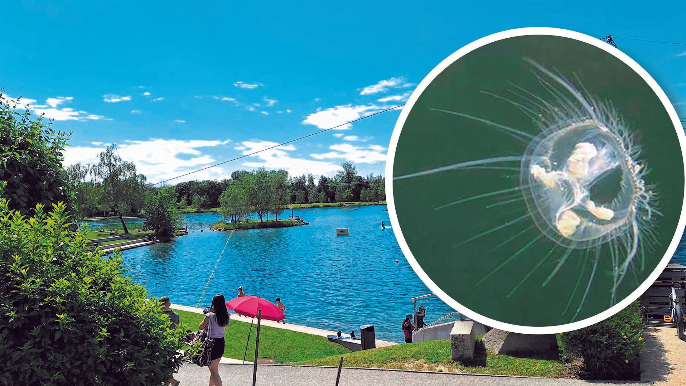 Diese Qualle schaffte den Sprung in die oberösterreichischen Gewässer: In zehn Seen wurde sie bereits nachgewiesen.