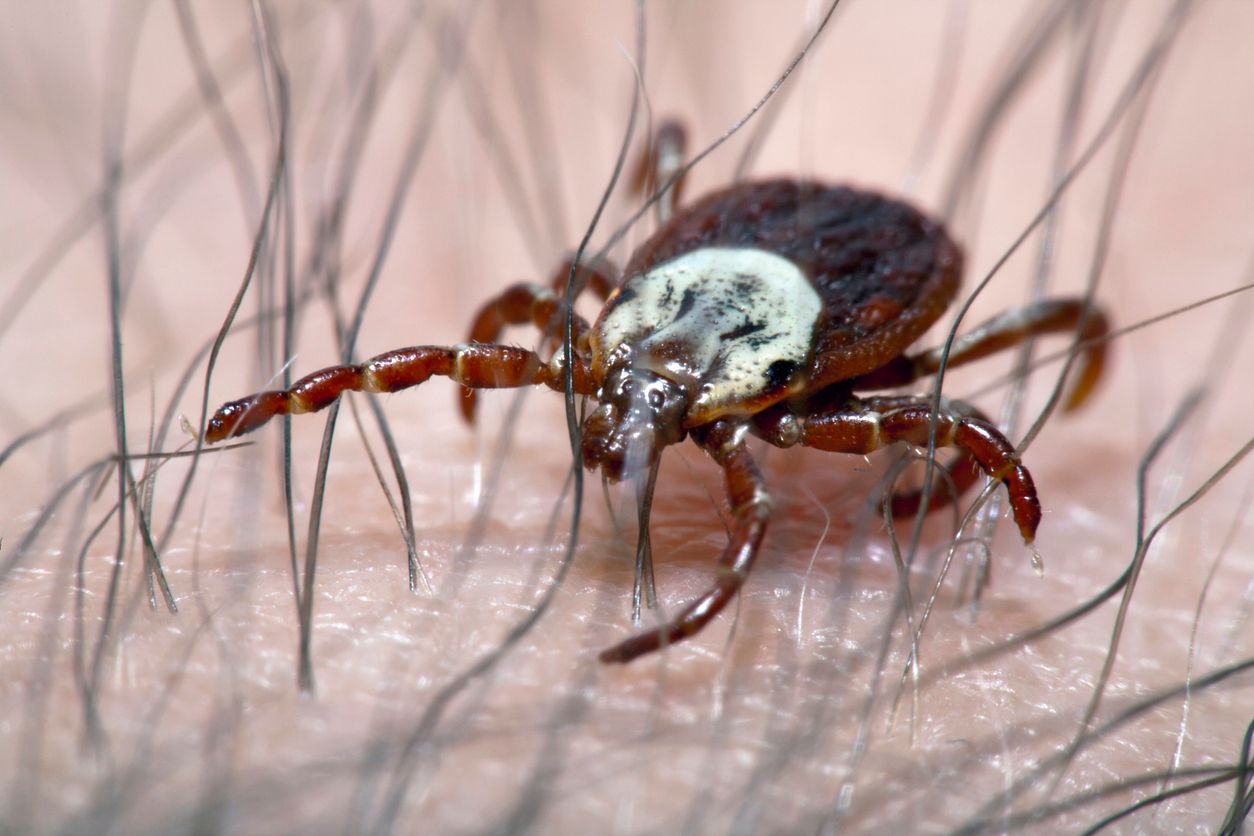 Die Riesenzecke wurde auch mit Zugvögeln bereits nach Deutschland und Österreich gebracht.