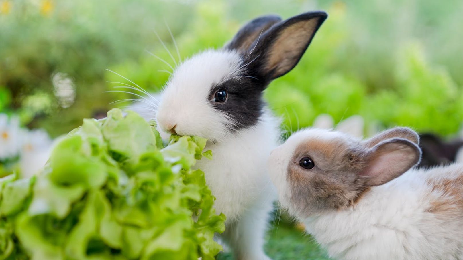 Wow! Das passiert, wenn Kaninchen Salat fressen