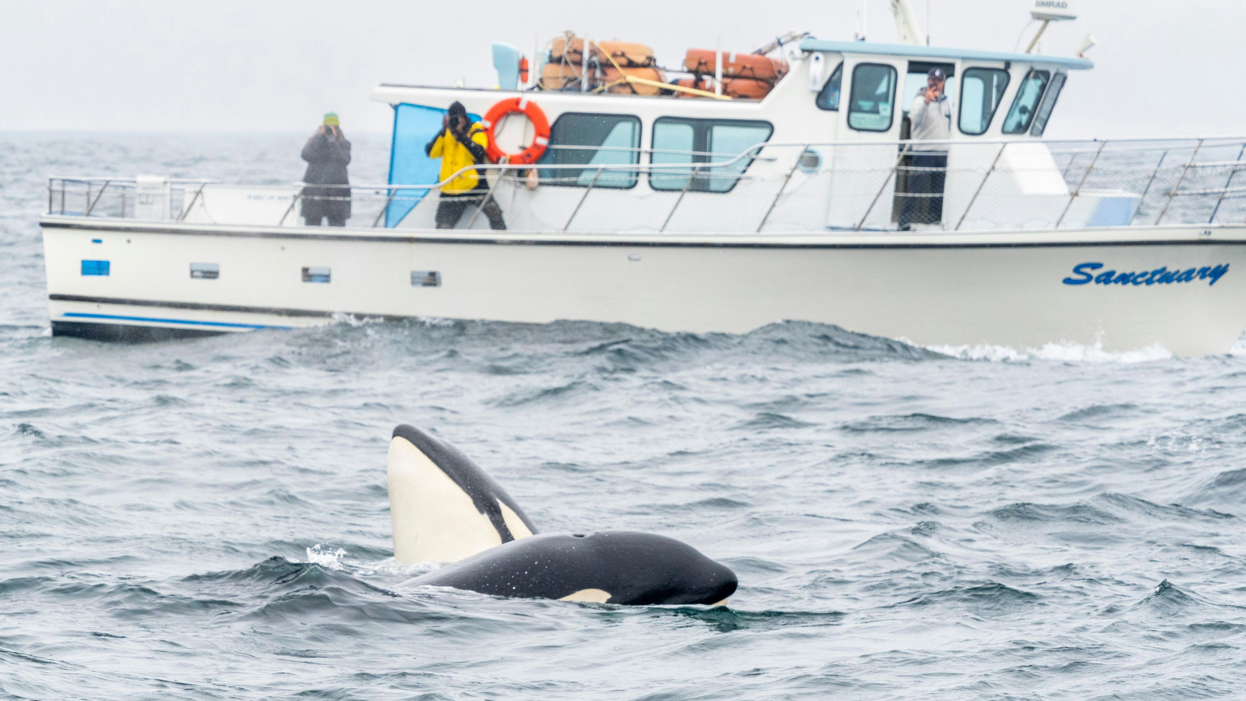 Der will nur spielen: Orcas haben vor Spanien, Portugal und Marokko hunderte Schiffe zerlegt