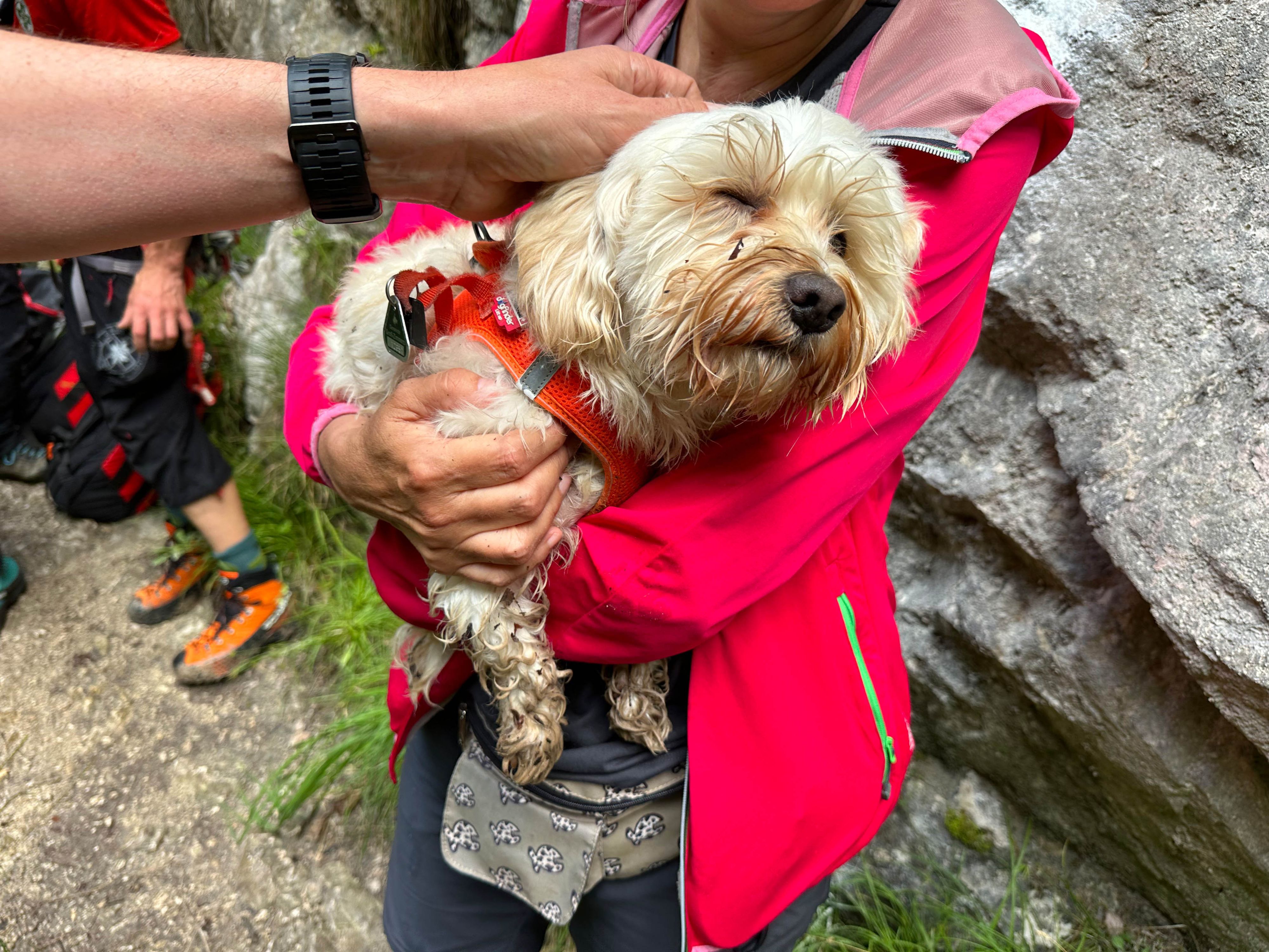 Heute.at - „Die Tier-Rettung darf nicht länger im Stau stehen!“