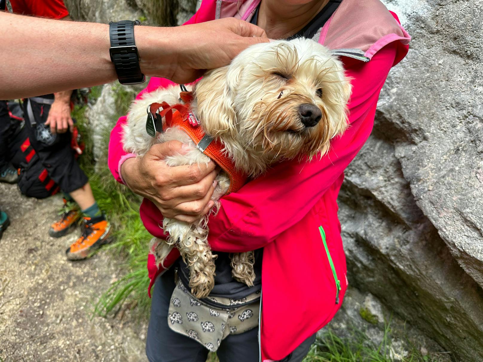 Am Freitag (28.06.2024) konnte die Bergrettung Kramsach einen abgestürzten Hund unverletzt aus der Kaiserklamm bergen.