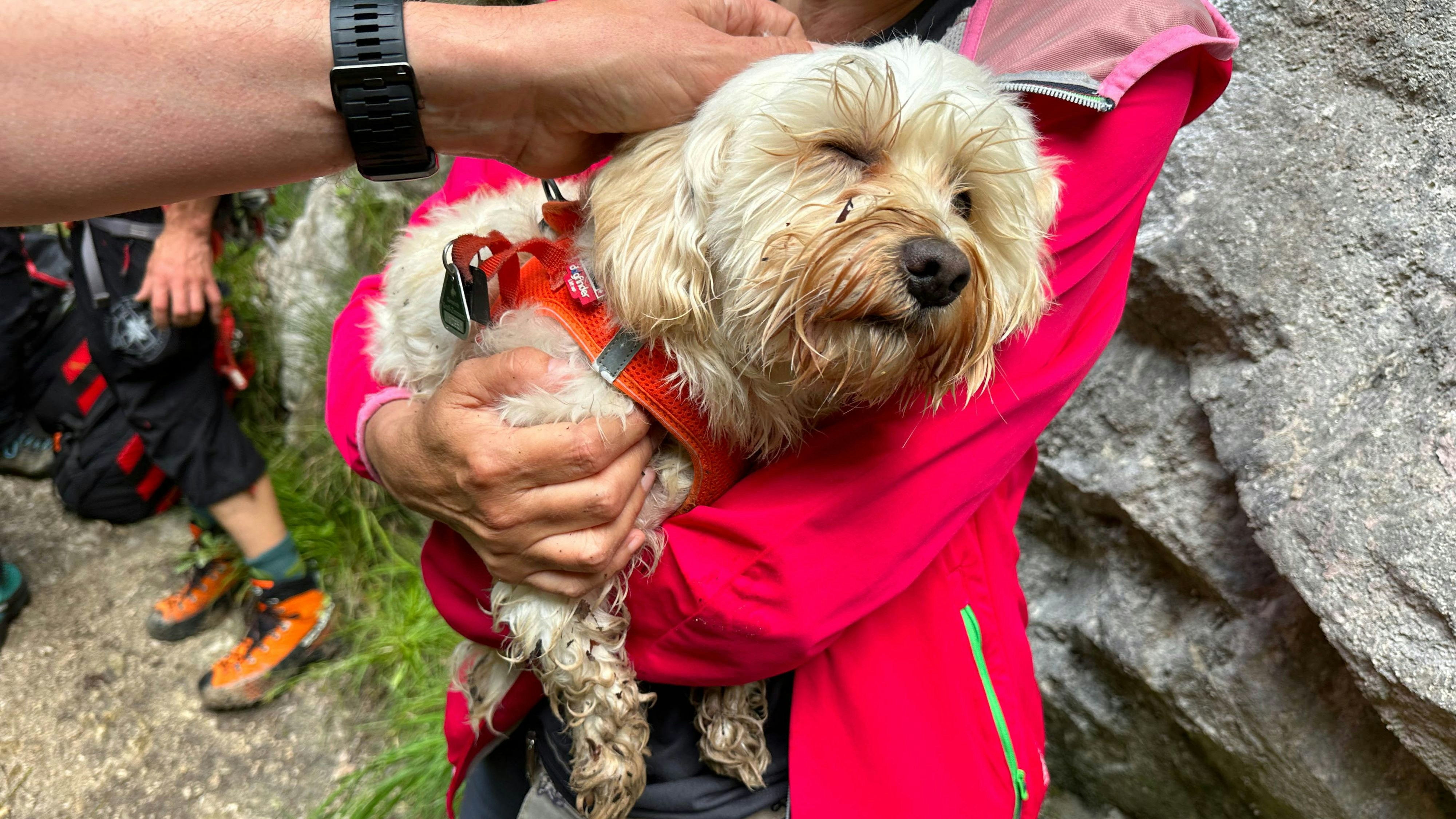 Brandenberg-Rettung eines abgestürzten Hundes in der Kaiserklamm  -Fotocredit: ZOOM.TIROL 