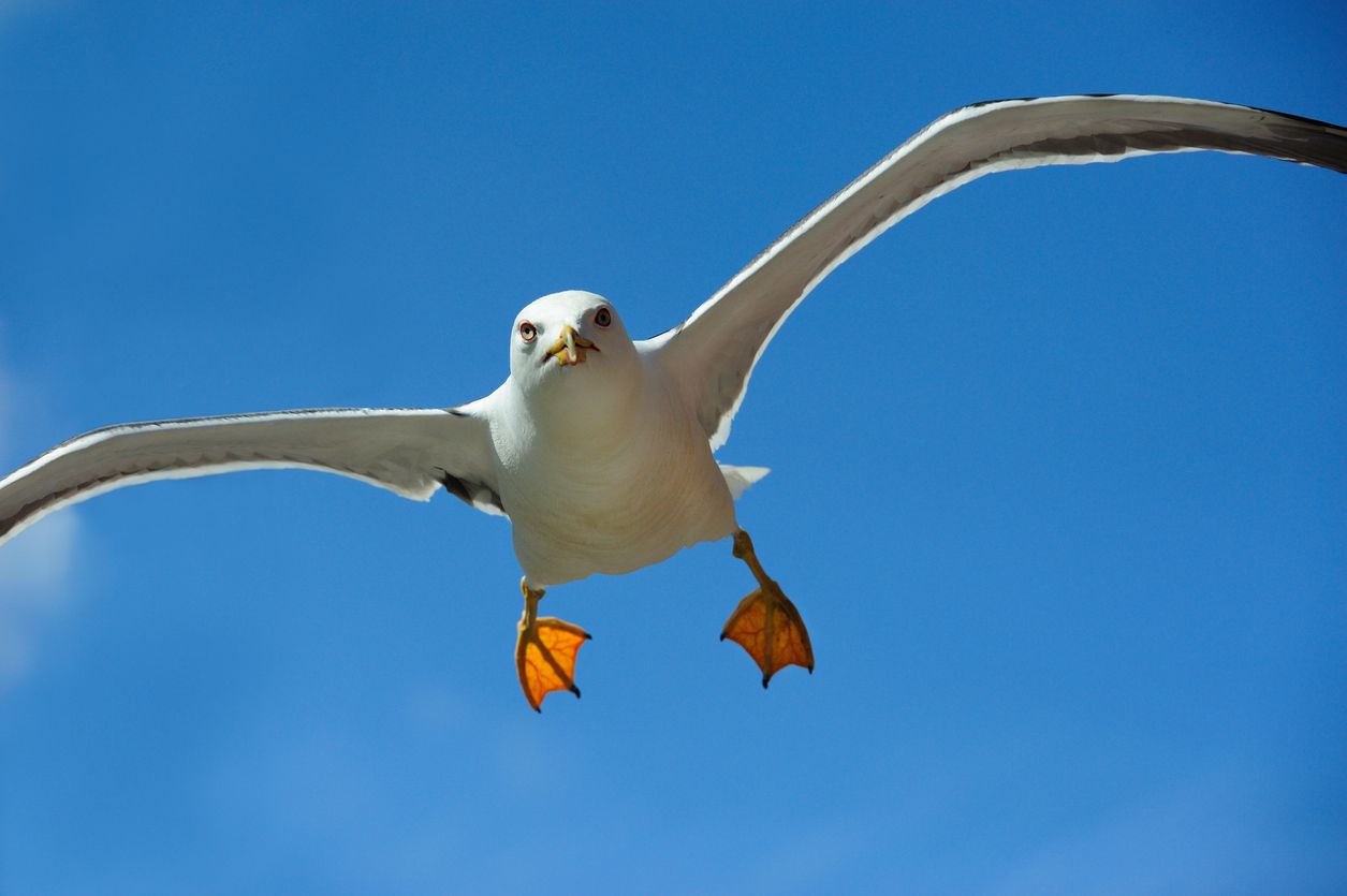 Möwen können unter Umständen erbarmungslos sein.