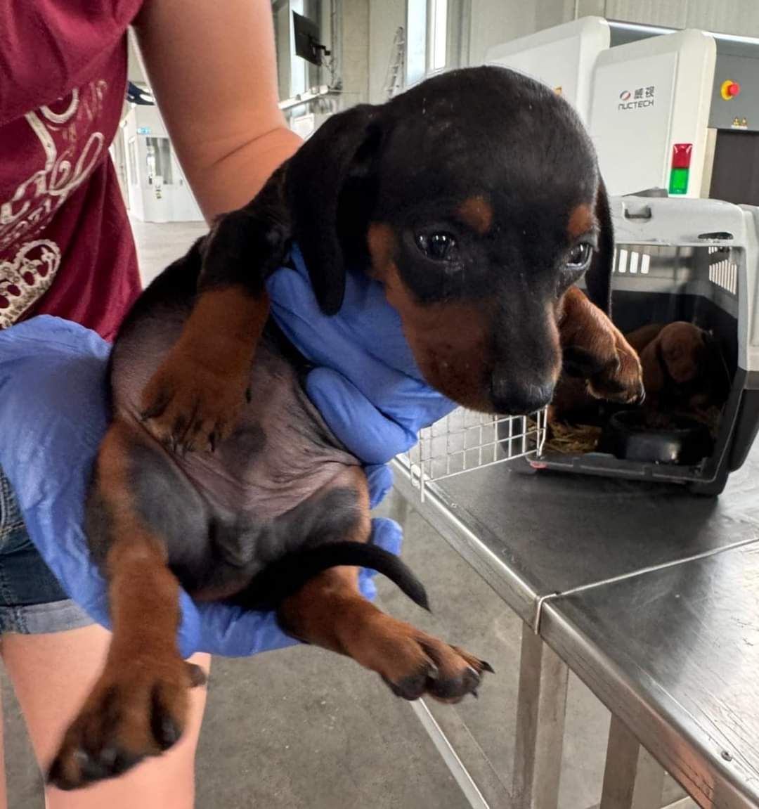 Sechs Welpen mit gefälschten Impfpässen gerettet