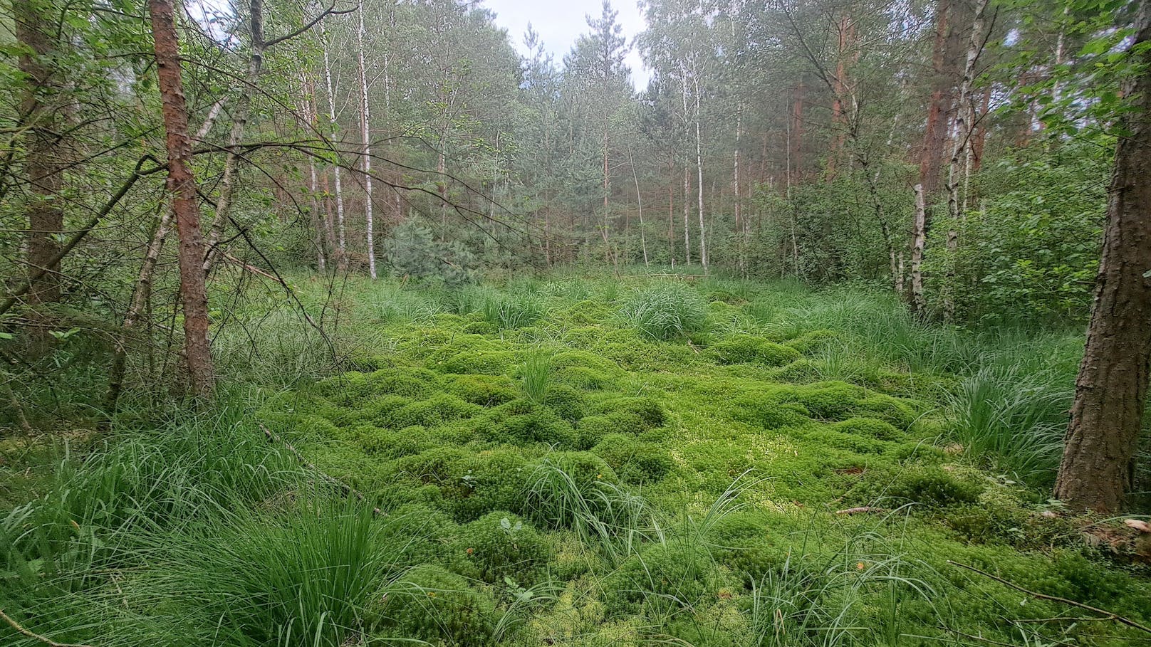 Im Hochmoor Schrems wurden große Feuchtgebiete nach dem Ende des Torfabbaus wieder vernässt und renaturiert. Heute bietet das Areal eine große Artenvielfalt und Heimat für viele seltene Pflanzen und Tierarten.