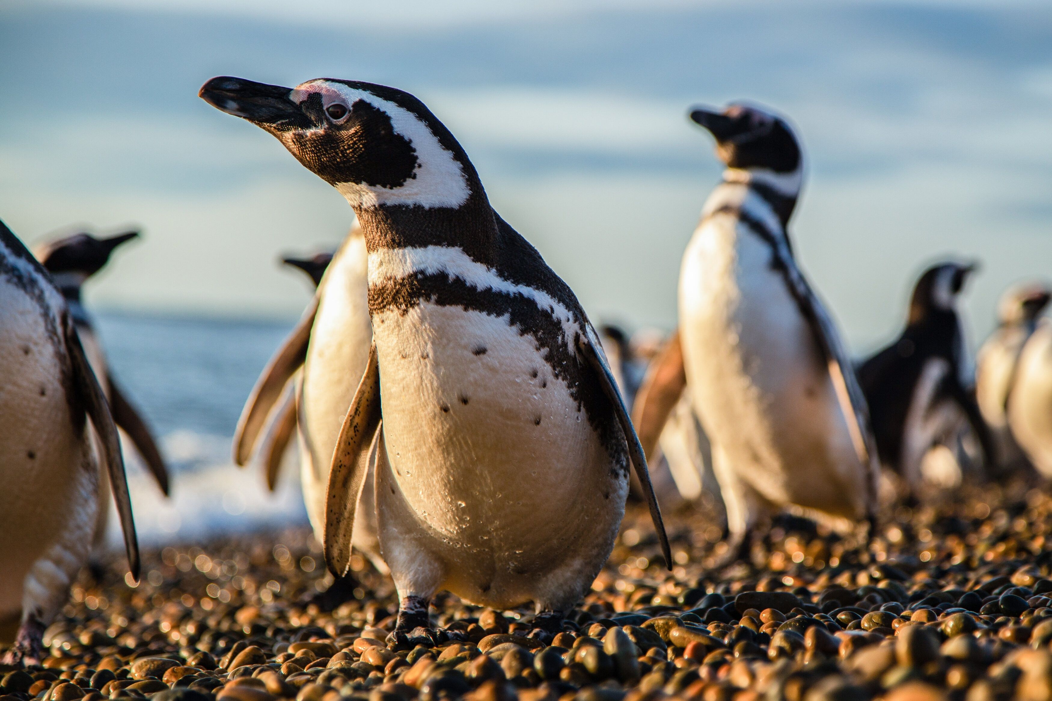 Die Magellan-Pinguine leben auch in Patagonien - doch wie lange noch?