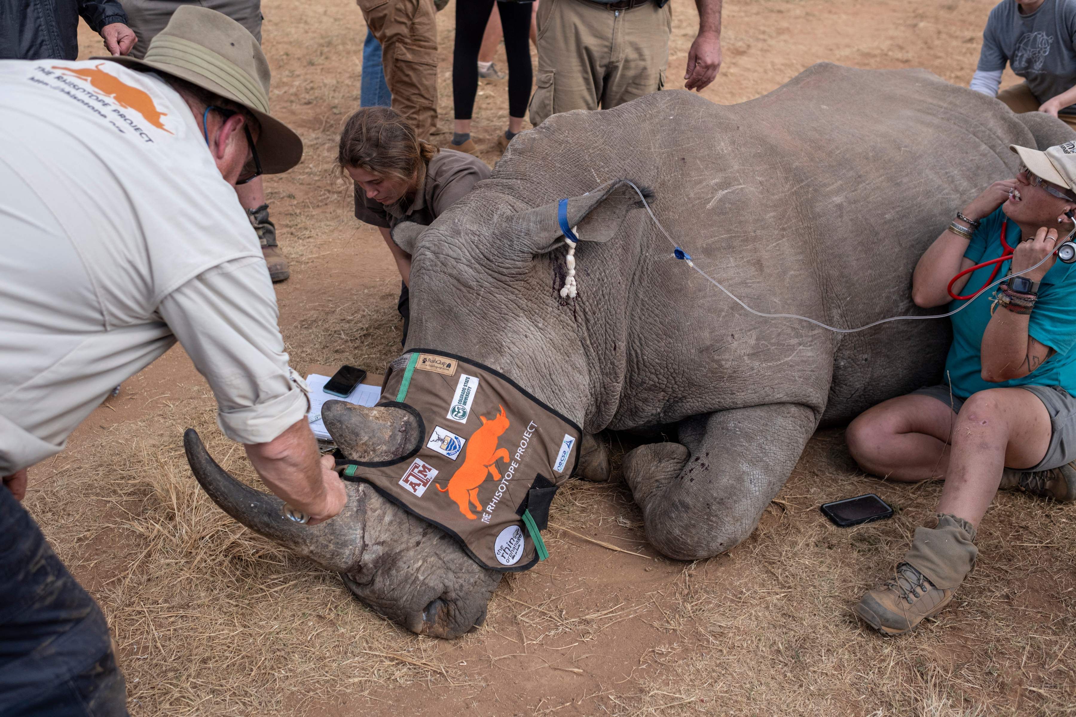Ein betäubtes Nashorn liegt bewusstlos da, während die Forscher radioaktives Material in die Hörner des Nashorns implantieren.