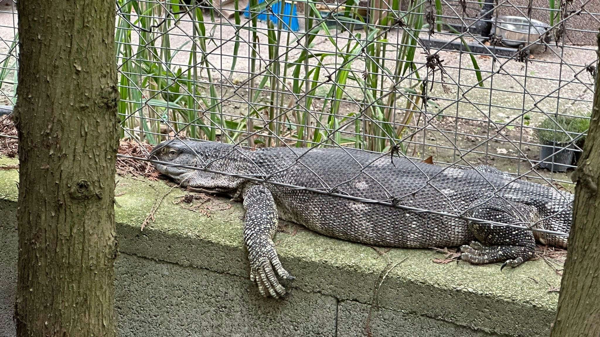 Das Waran-Weibchen klemmte sich bei seinem Ausflug ein.