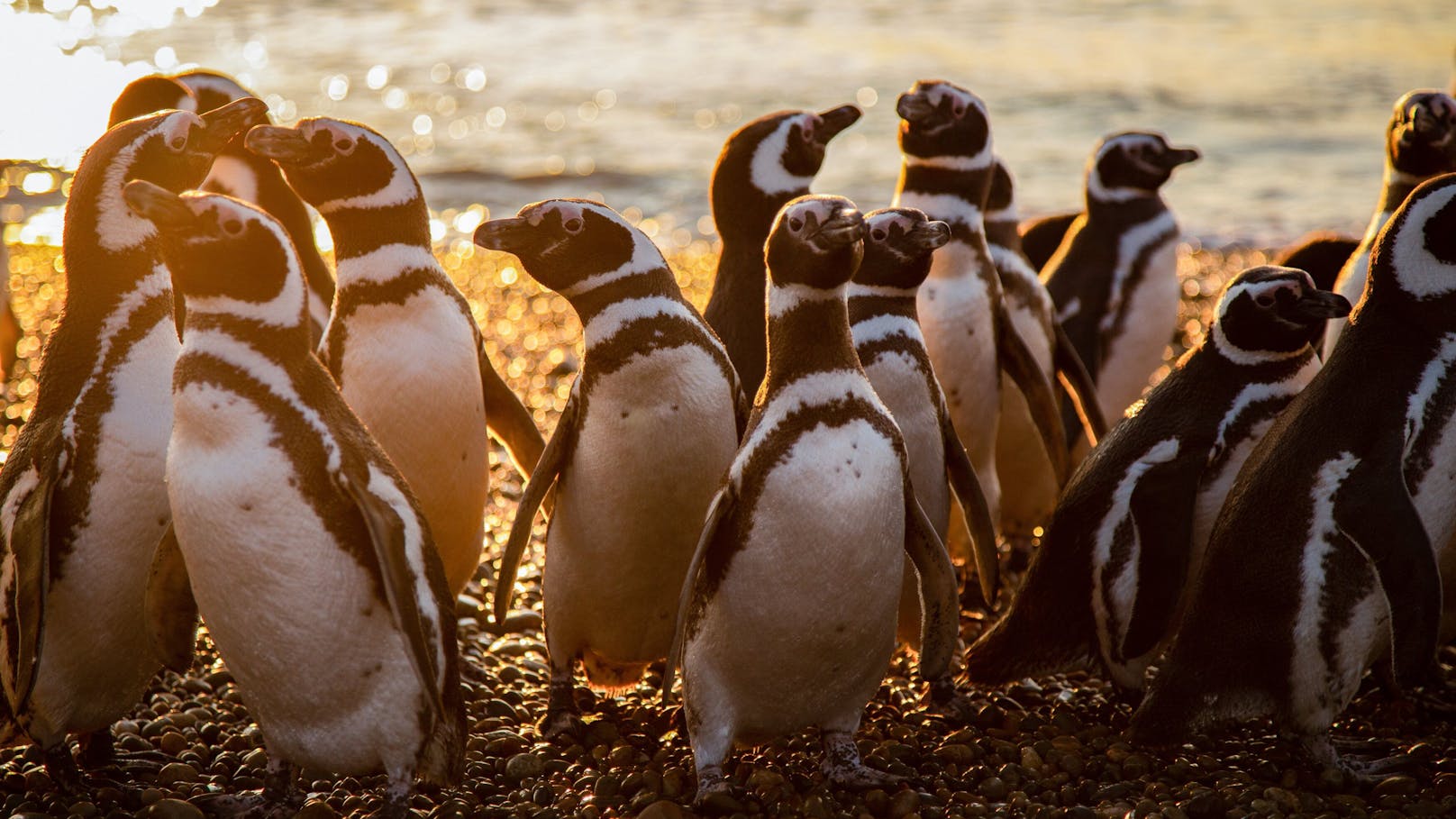 Magellan-Pinguine halten zusammen.