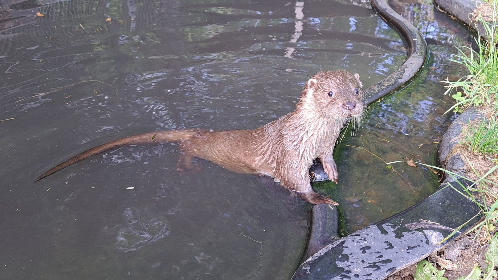 Otterdame Lotti wohnt seit kurzem im Naturpark. Im Jänner wurde sie verletzt und verwaist gefunden und hat nun ein neues Zuhause in Schrems