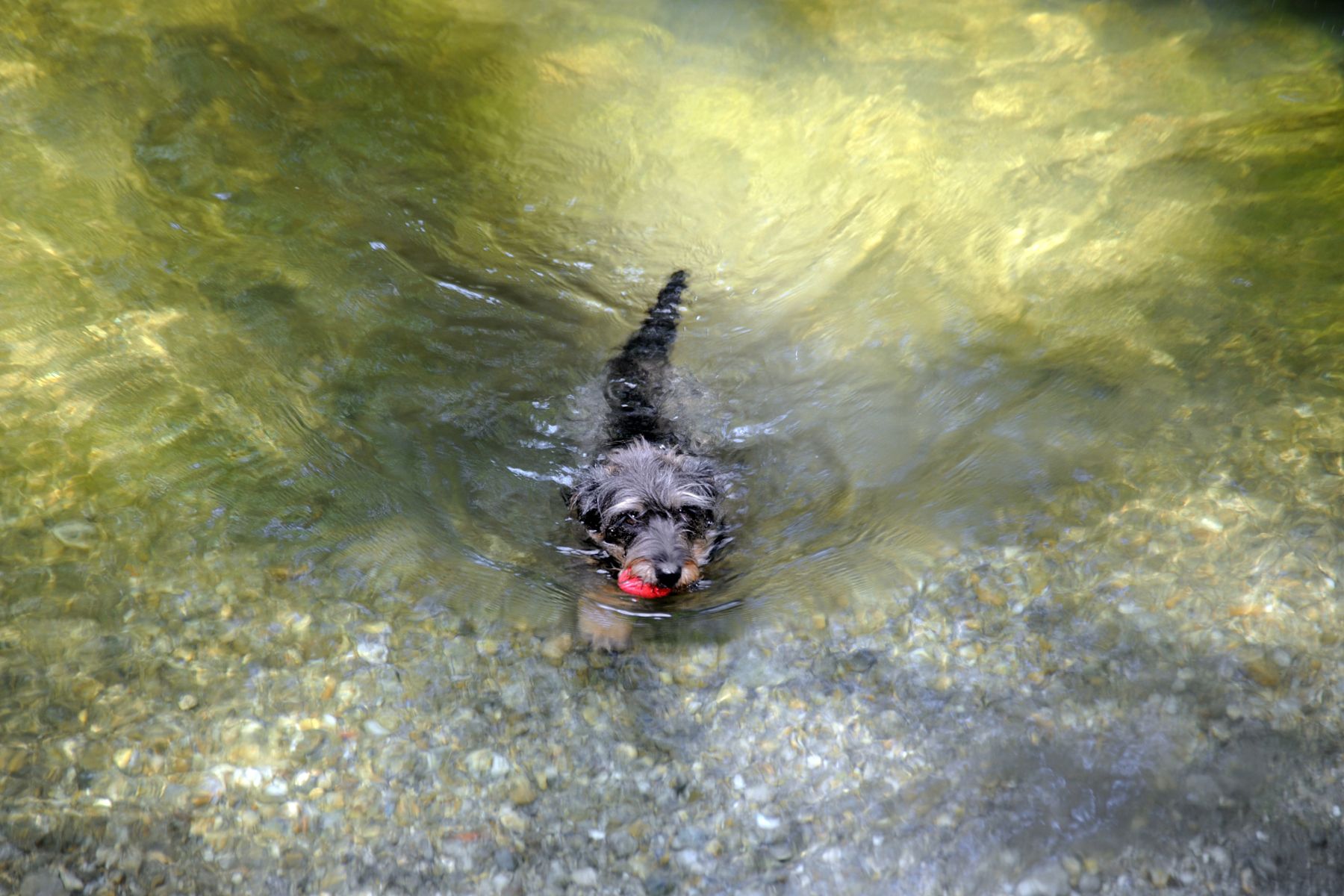 Sind Dackel und kleine Hunde tatsächlich ein gefundenes Fressen für Welse?