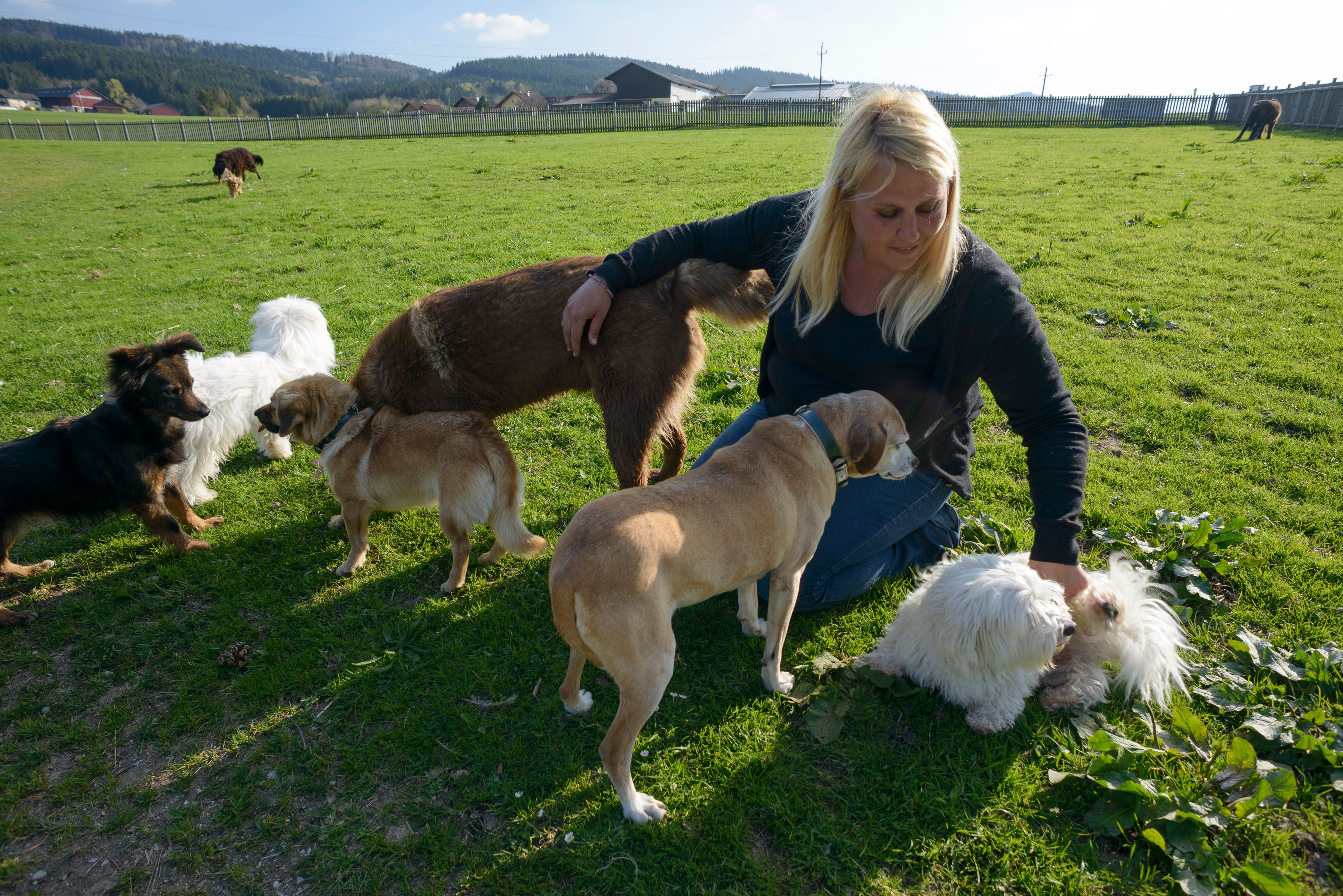 Schon Anfang Juli viel zu wenig Hundeplätze!