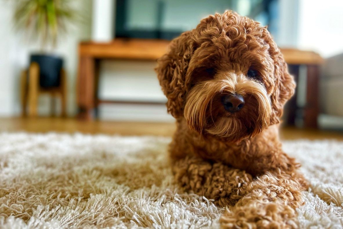 Schneider besitzt zwei Australian Cobberdogs, also Labradoodles