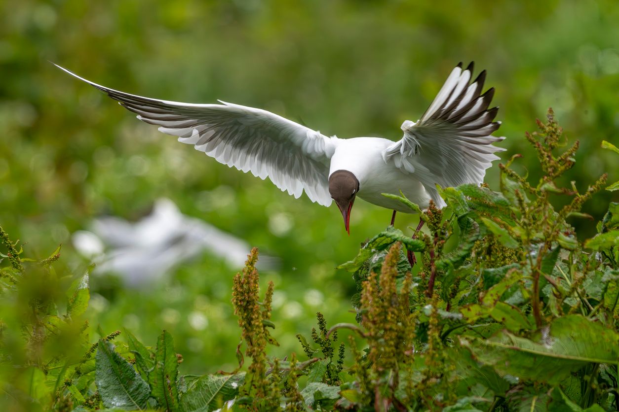 Zu Beginn dieser Woche beginnt die Jagd auf die Lachmöwen in Salzburg.