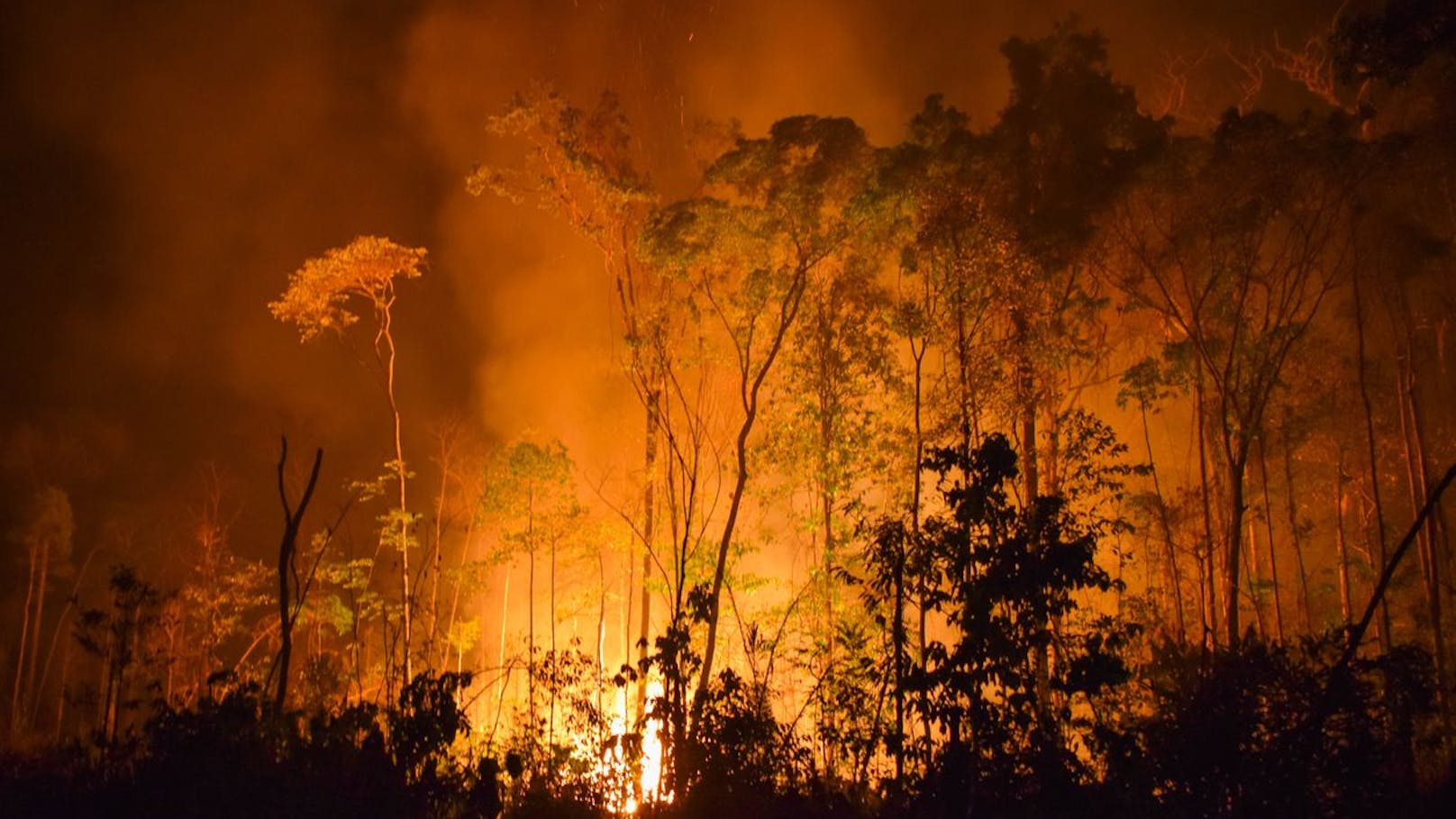 Amazonas – die Lunge unserer Erde brennt!