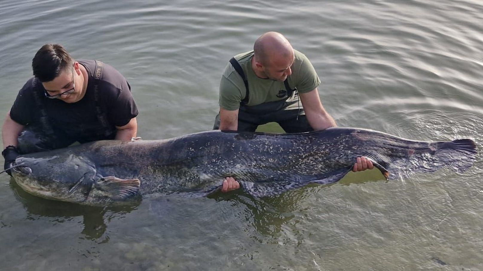 Der 17-Jährige zeigte seinen Fang in voller Pracht: Über zwei Meter lang ist der Rekord-Wels aus dem Pichlingersee.