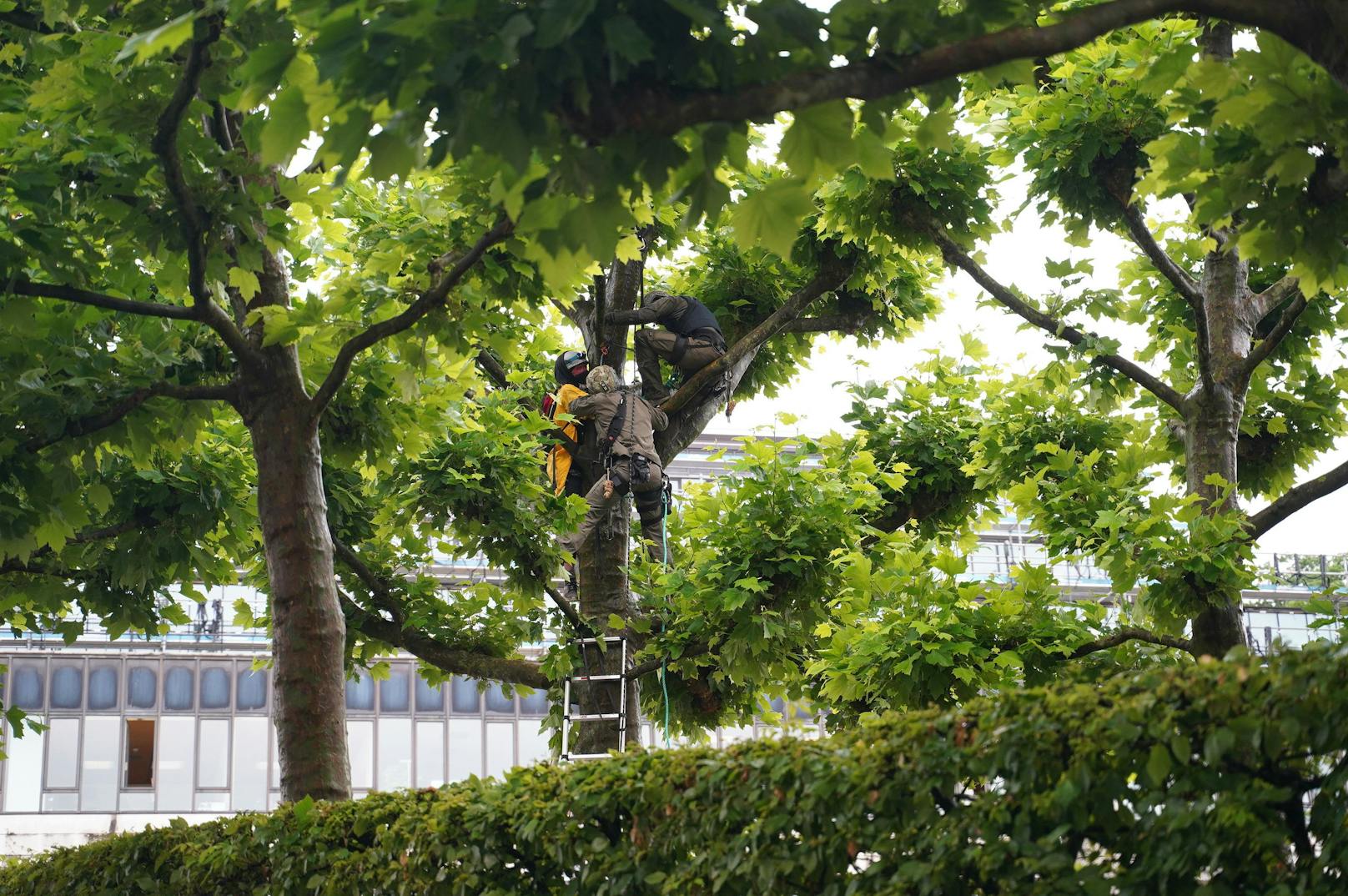 Mittwochfrüh hat die Vorarlberger Polizei die Blockade von "Extinction Rebellion" vor dem Landhaus Bregenz geräumt. Die Klimaaktivisten hatten sich an einer riesigen, brennenden und gleichzeitig ertrinkenden Erdkugel sowie einer großen Geburtstagstorte festgekettet.