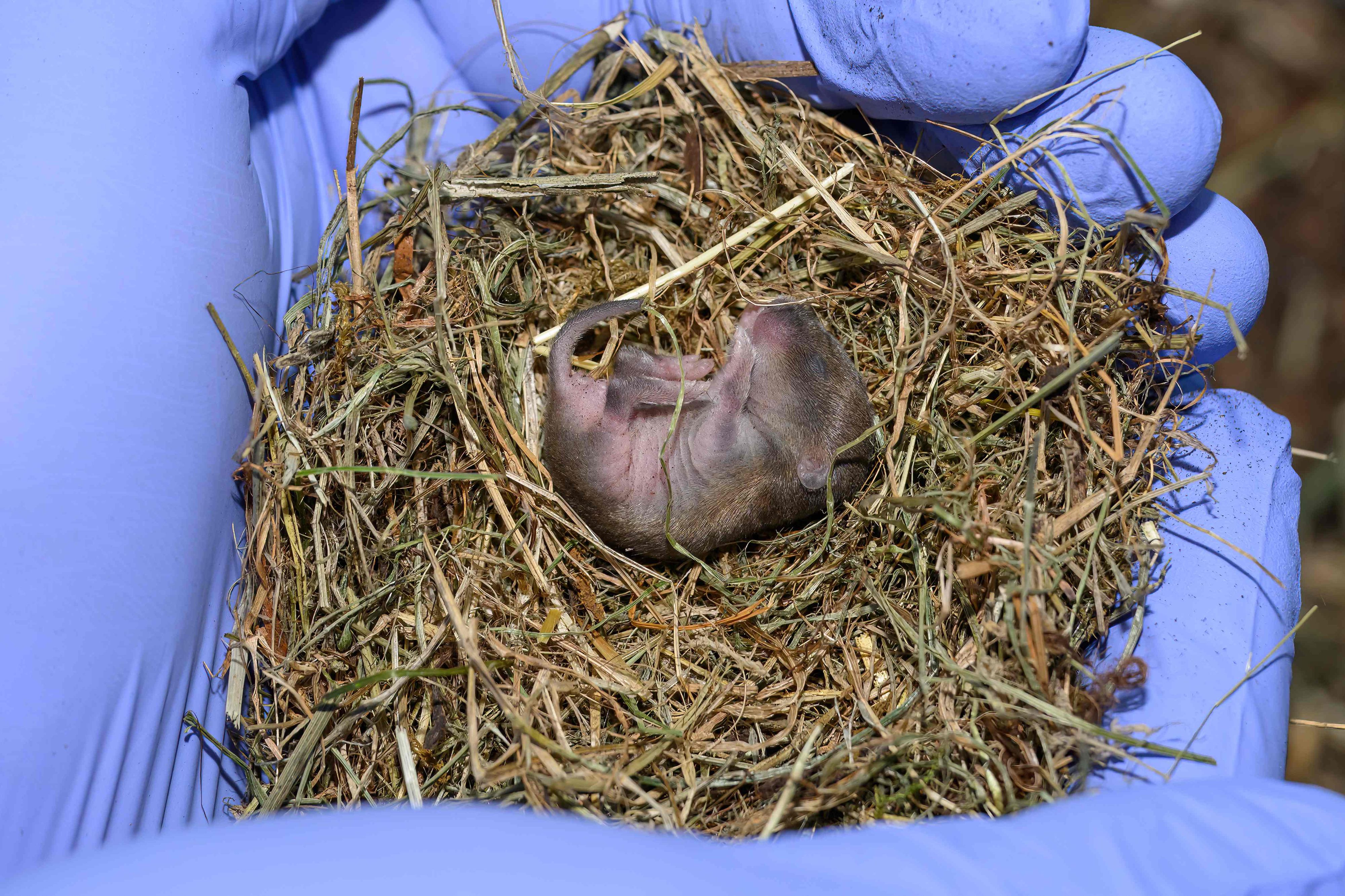 Dieses Jungtier der Bayrischen Kurzohrmaus ist ungefähr drei Tage alt.