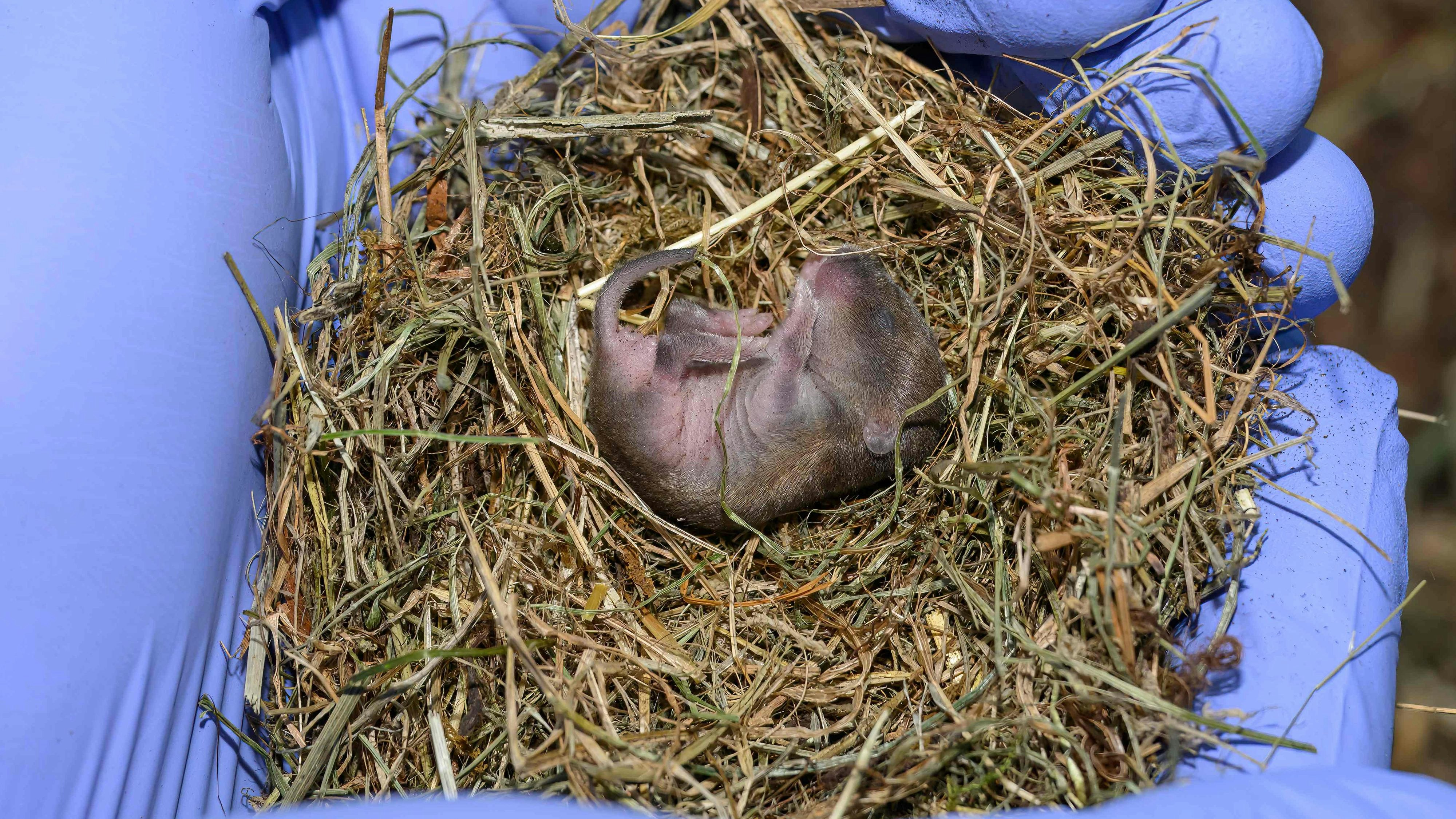 Heute.at - Das seltenste Säugetier der Welt sorgt für Nachwuchs