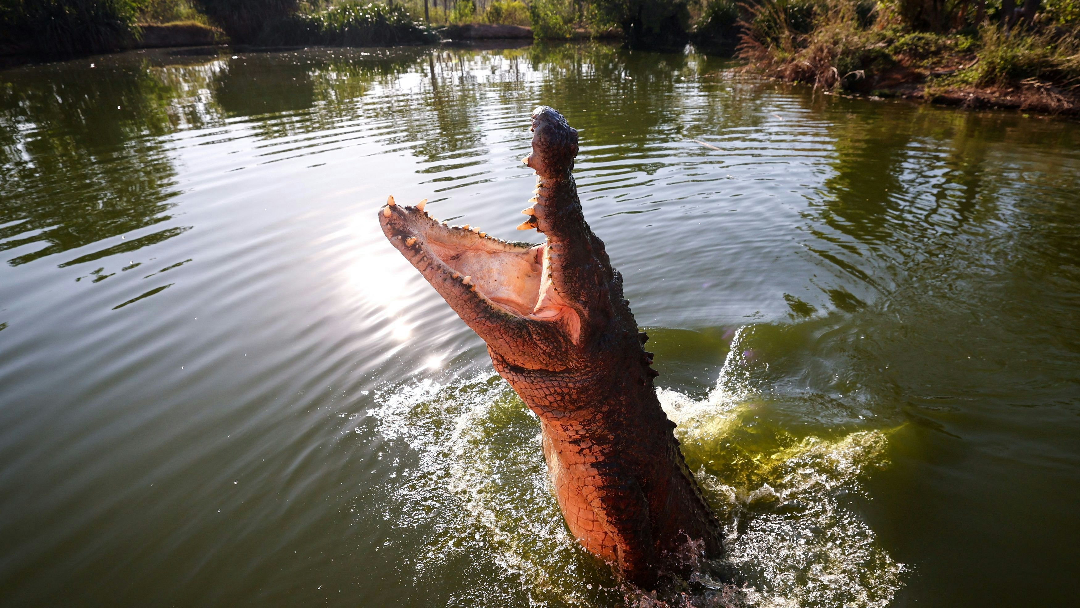 Ein Krokodil springt in einer Lagune im Northern Territory aus dem Wasser. (Symbolbild - Archiv)