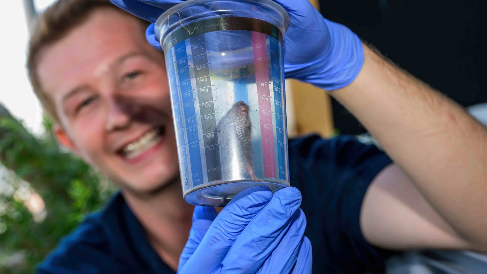 Hier zeigt Veterinärmediziner und Kurator Jeff Schreiner eine erwachsene Kurzohrmaus in die Kamera.