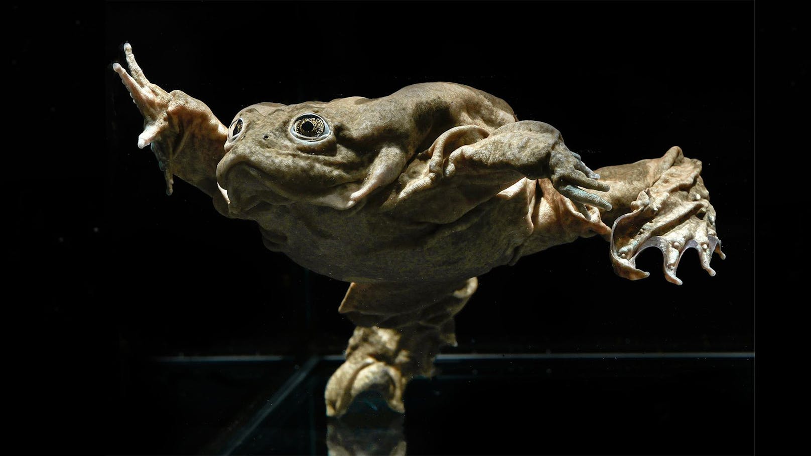 Besonderer Frosch trägt XXL-Haut zum Atmen