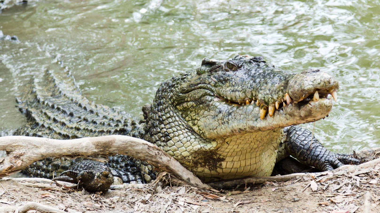 Mädchen (12) von Krokodil gefressen – tot!