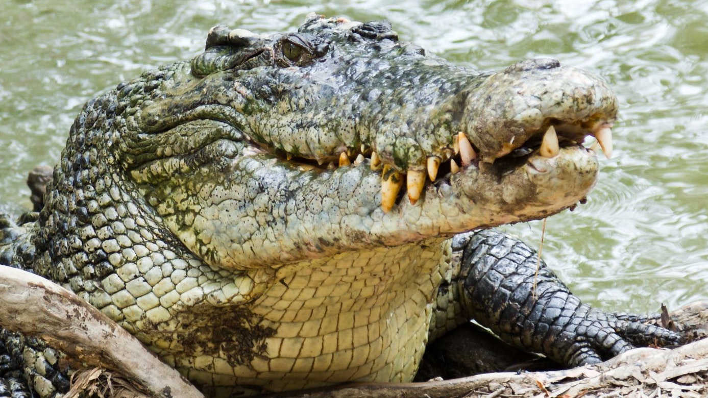 In der Nähe des letzten bekannten Aufenthaltsortes des Mädchens soll später ein Krokodil gesichtet worden sein. (Symbolfoto)