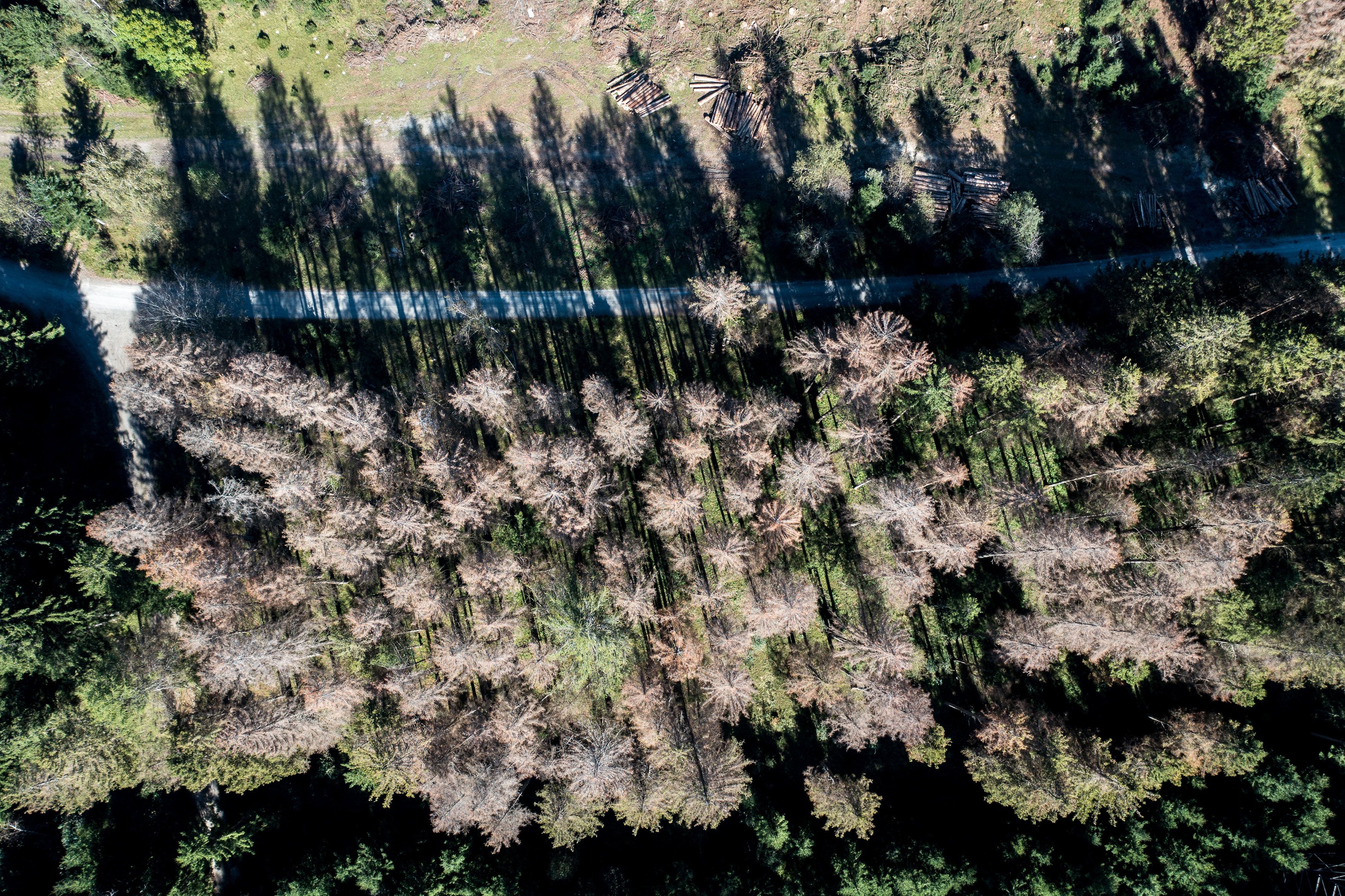 Der Klimawandel macht Wäldern zu schaffen und heizt den Borkenkäferbefall weiter an.