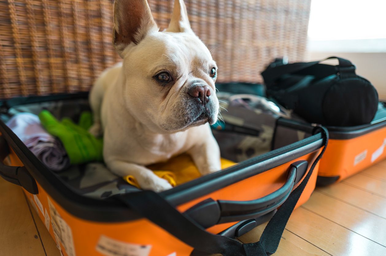 Für eine kleine, Französische Bulldogge ging ein Umzug gehörig schief.