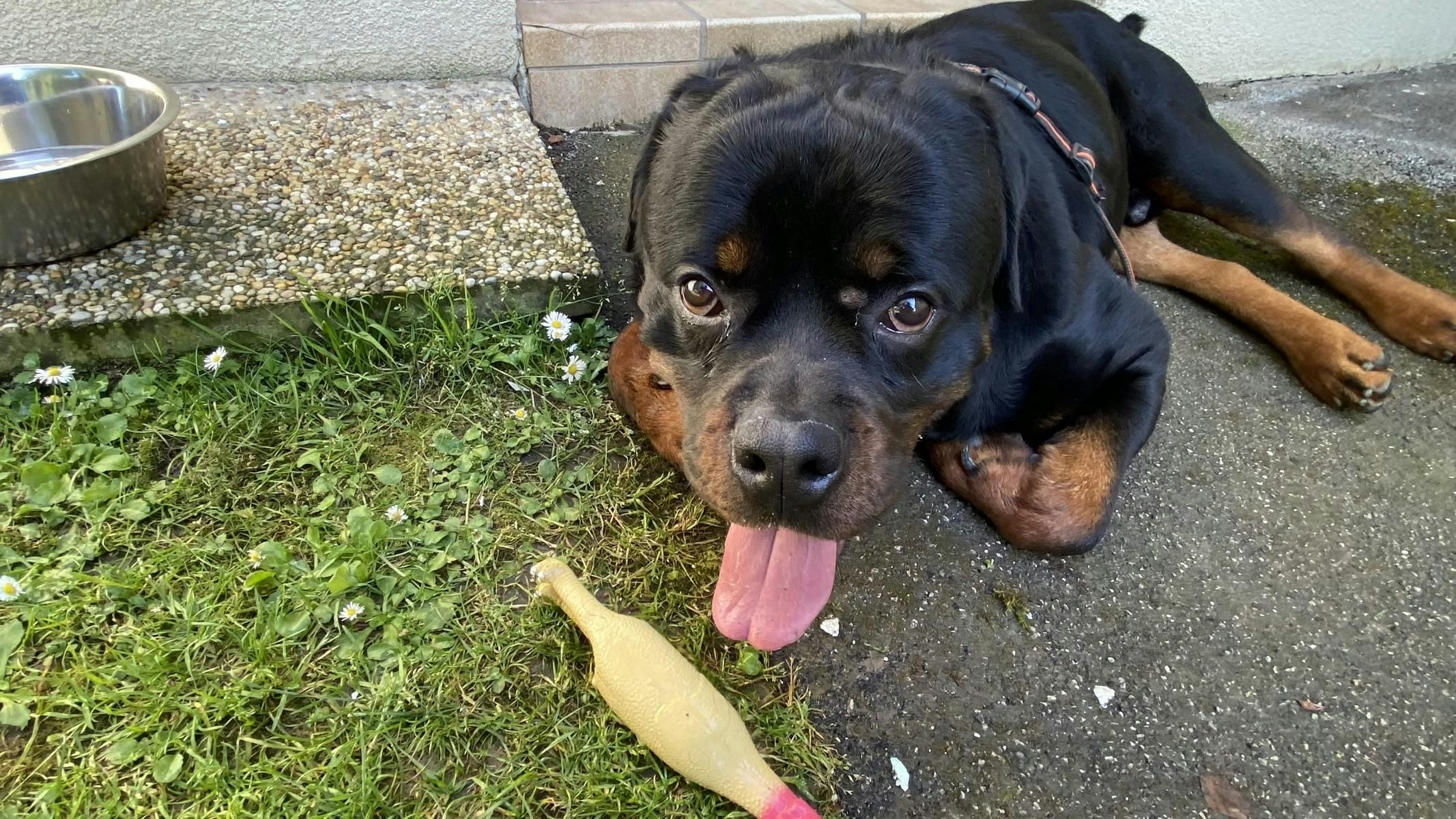 Heute.at - Charity-Run, damit Ronni wieder laufen kann