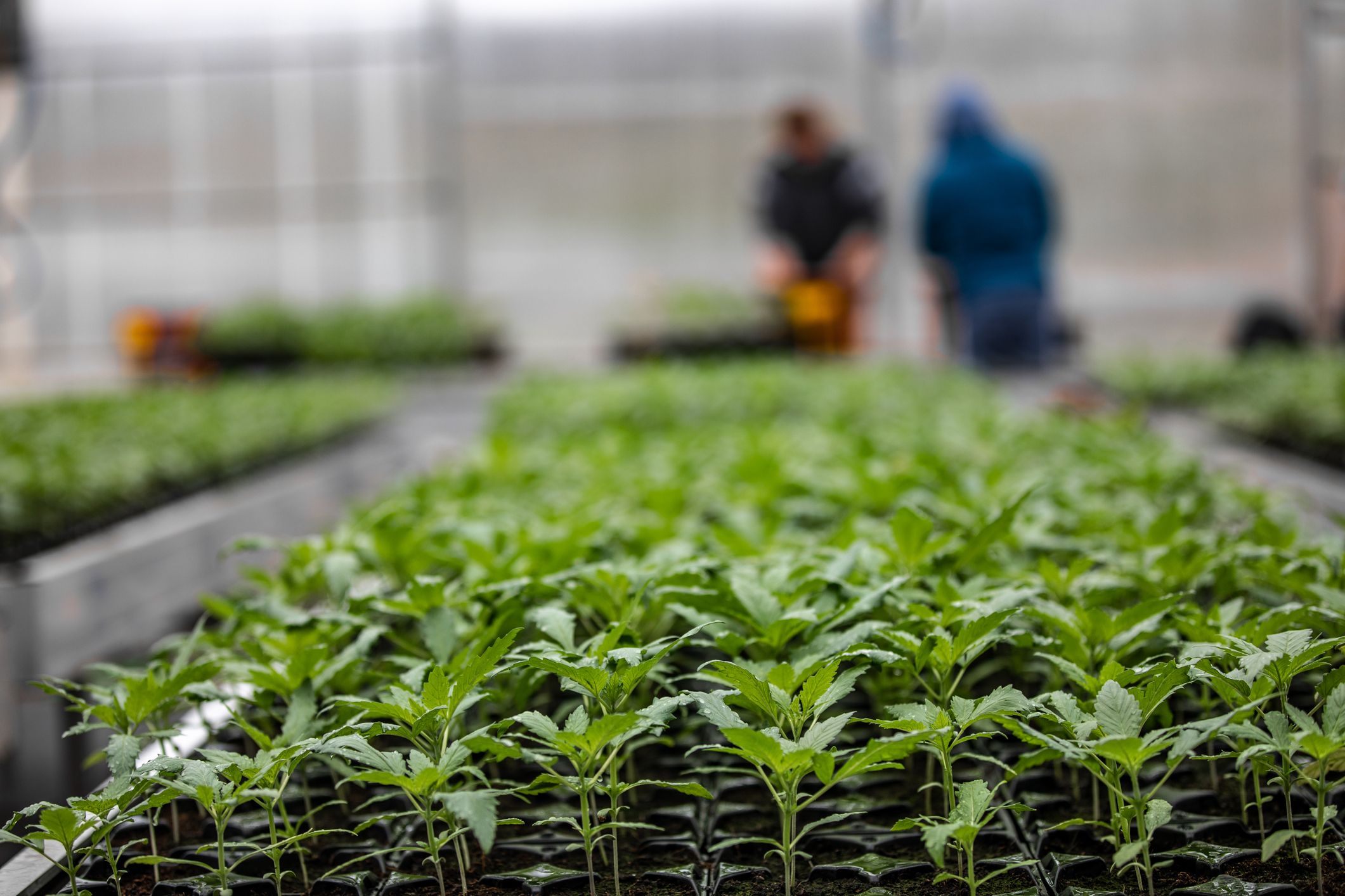 In Heidenreichstein flog eine Cannabis-Plantage auf.