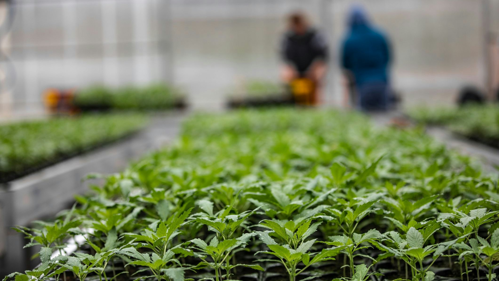 Heute.at - Süßlicher Duft aus Wohnhaus sprengte Cannabis-Plantage
