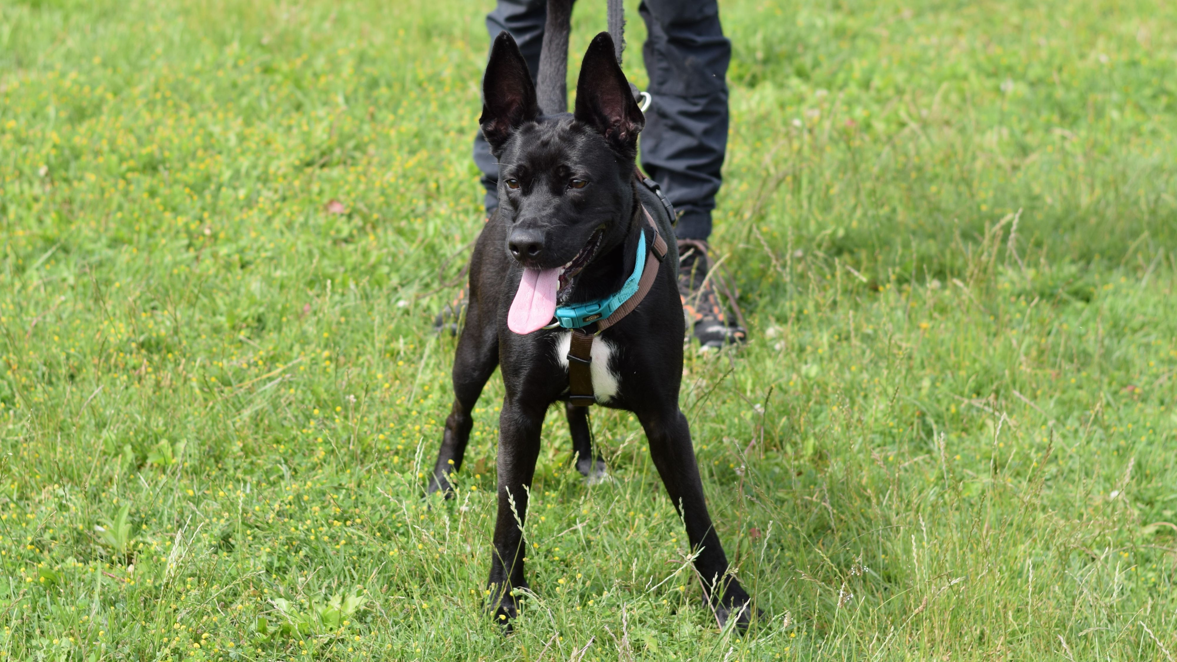 Stella (2) scheint bisher nicht unbedingt gute Erfahrungen mit Menschen gemacht zu haben.