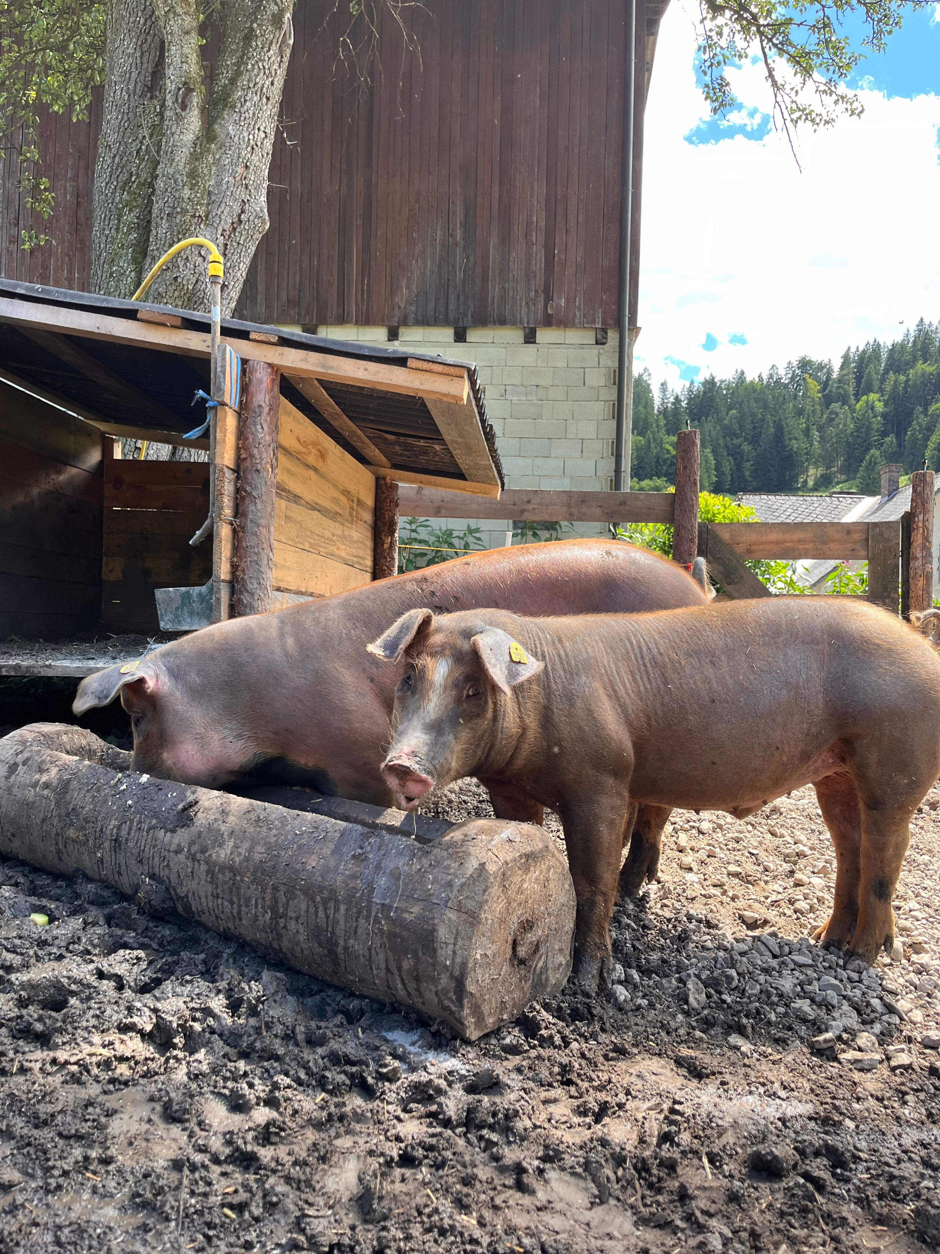 Eber Konrad (recchts) ist nach vier Wochen wieder aufgetaucht