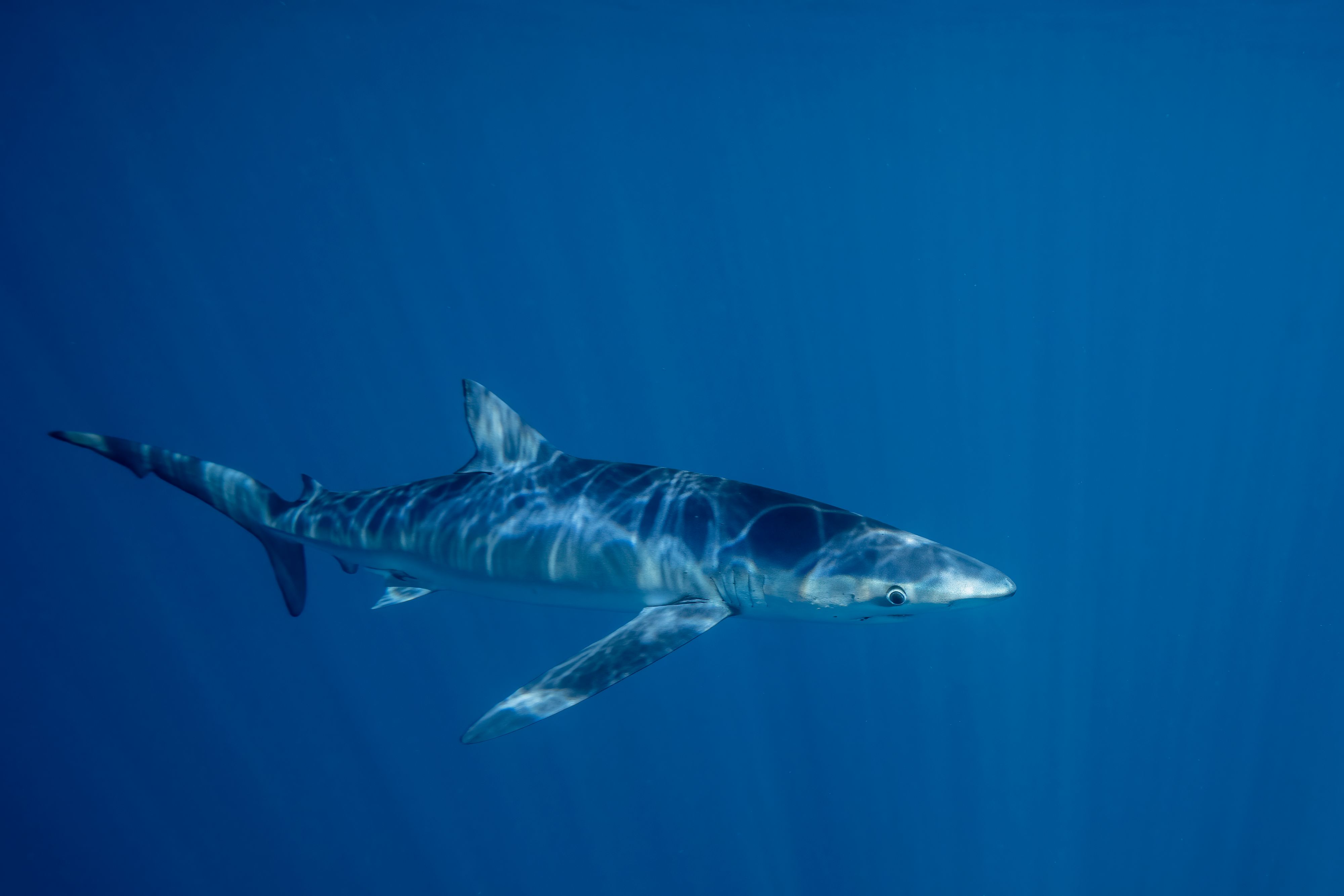 Junge Blauhaie sind keine Seltenheit vor der Küste Kroatiens.