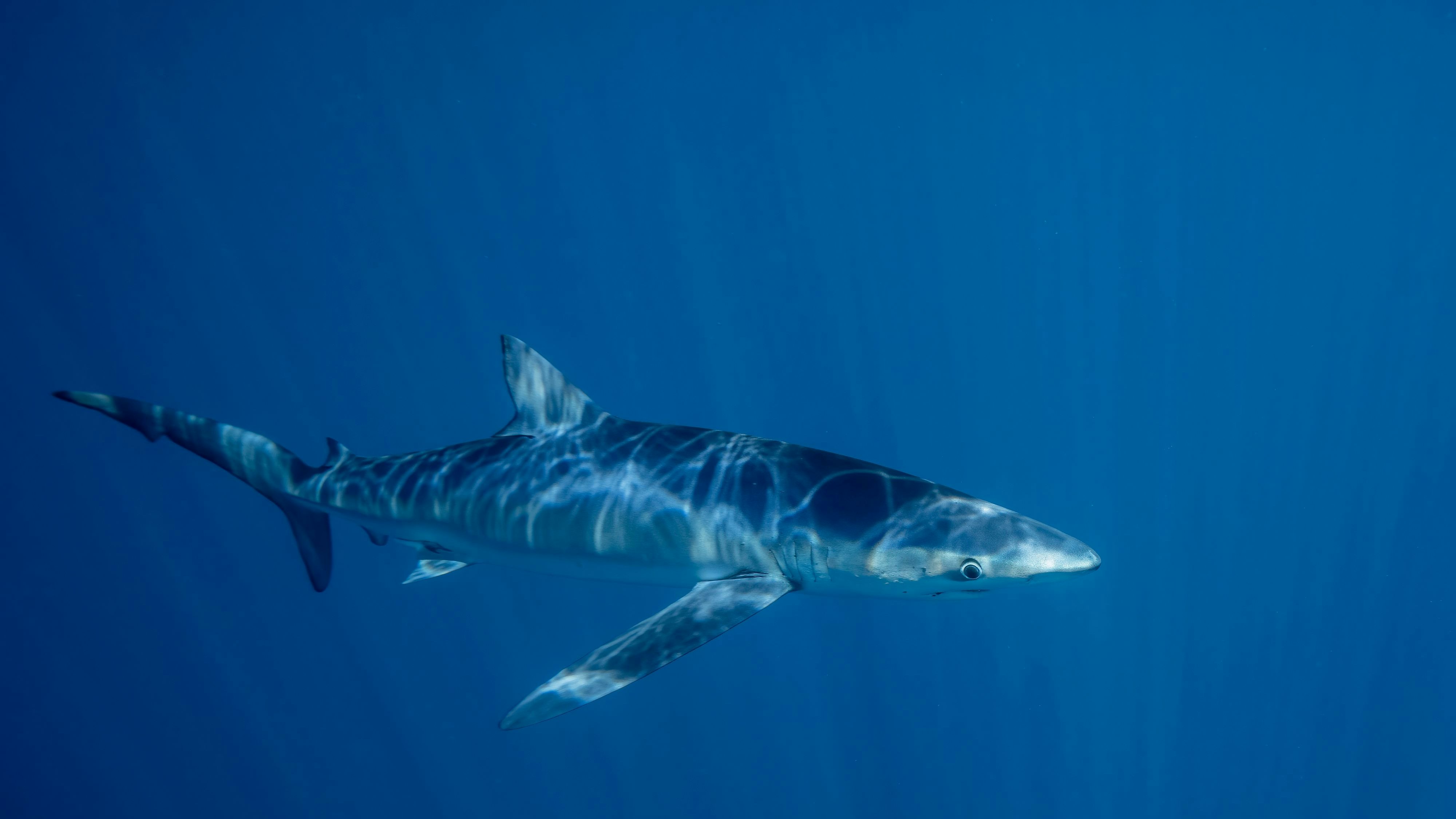Download von www.picturedesk.com am 08.07.2024 (09:40).  Mexico, Baja California, Underwater view of blue shark (Prionace glauca) - 20230925_PD14283 - Rechteinfo: Royalty Free (RF) Model Released