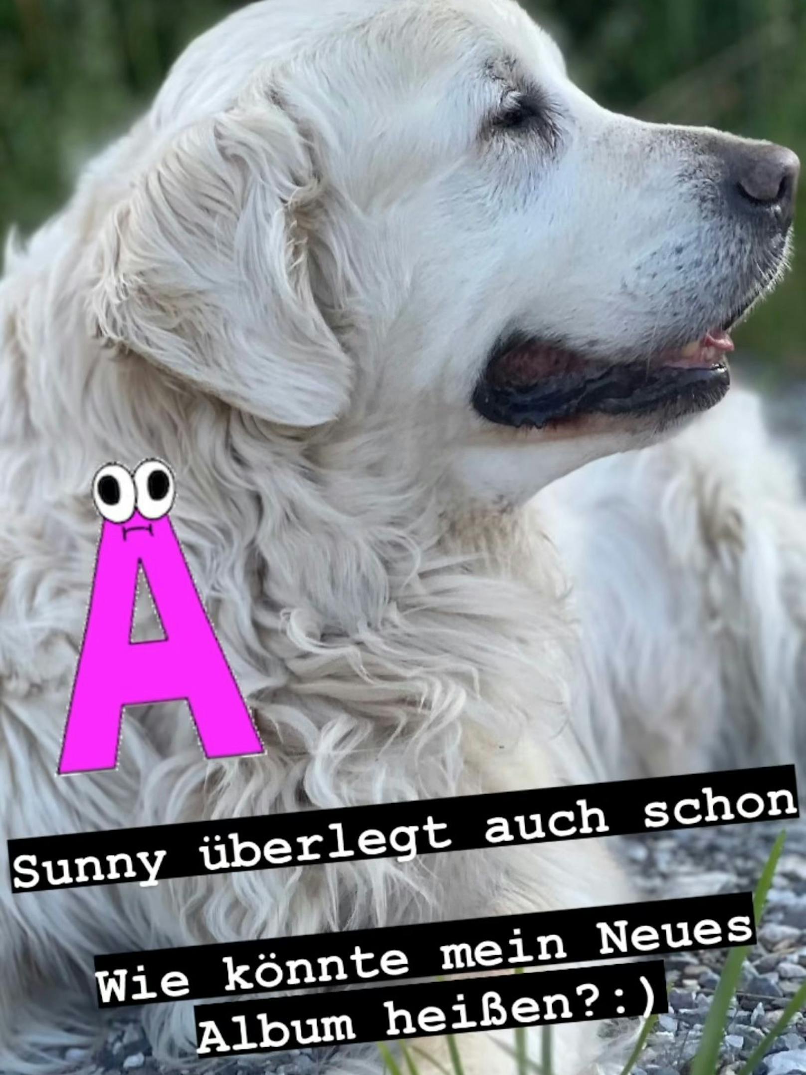 Hund Sunny ist auch schon sehr gespannt auf den Titel des neuen Albums.