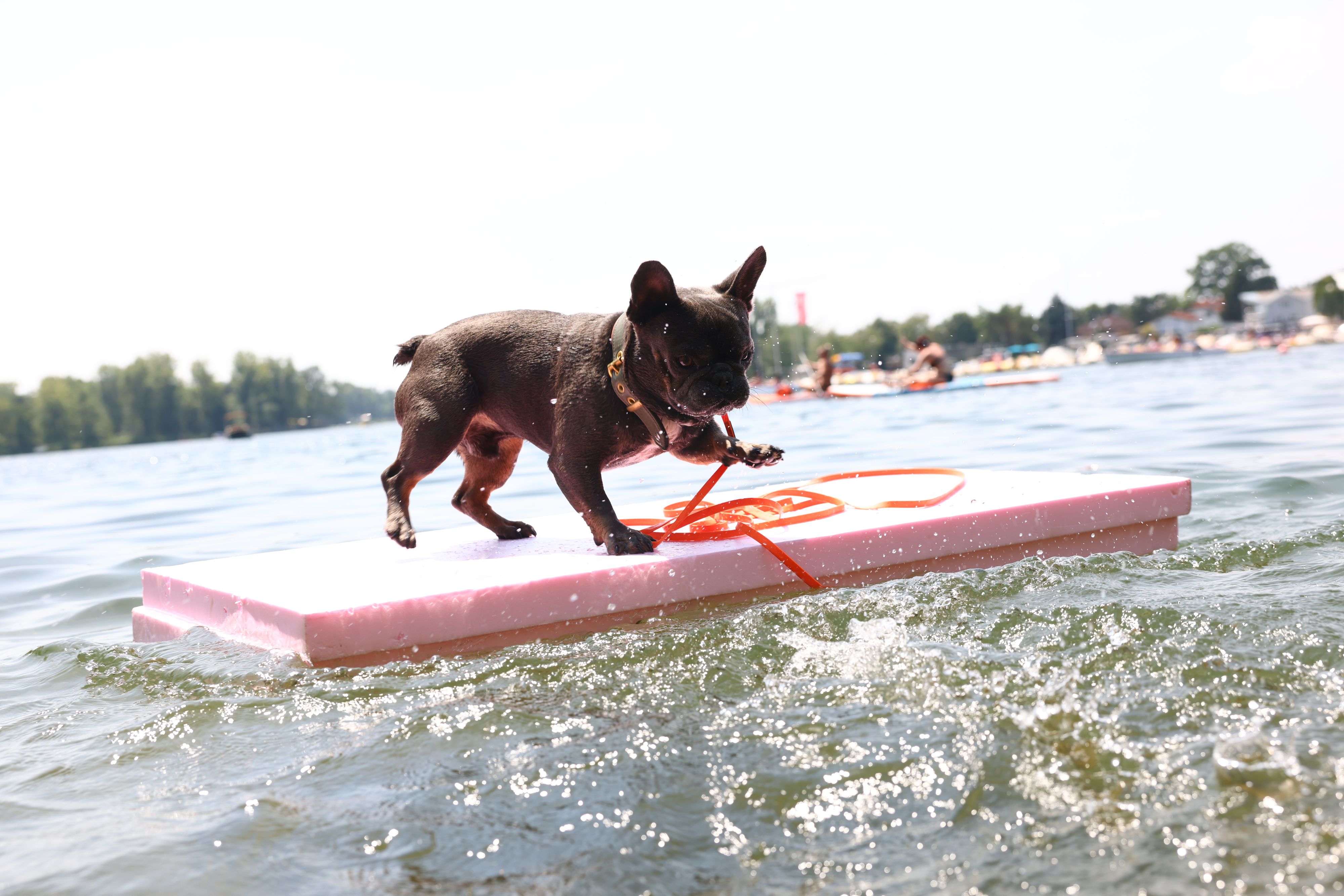 Bully Balou kühlte sich an der Alten Donau ab
