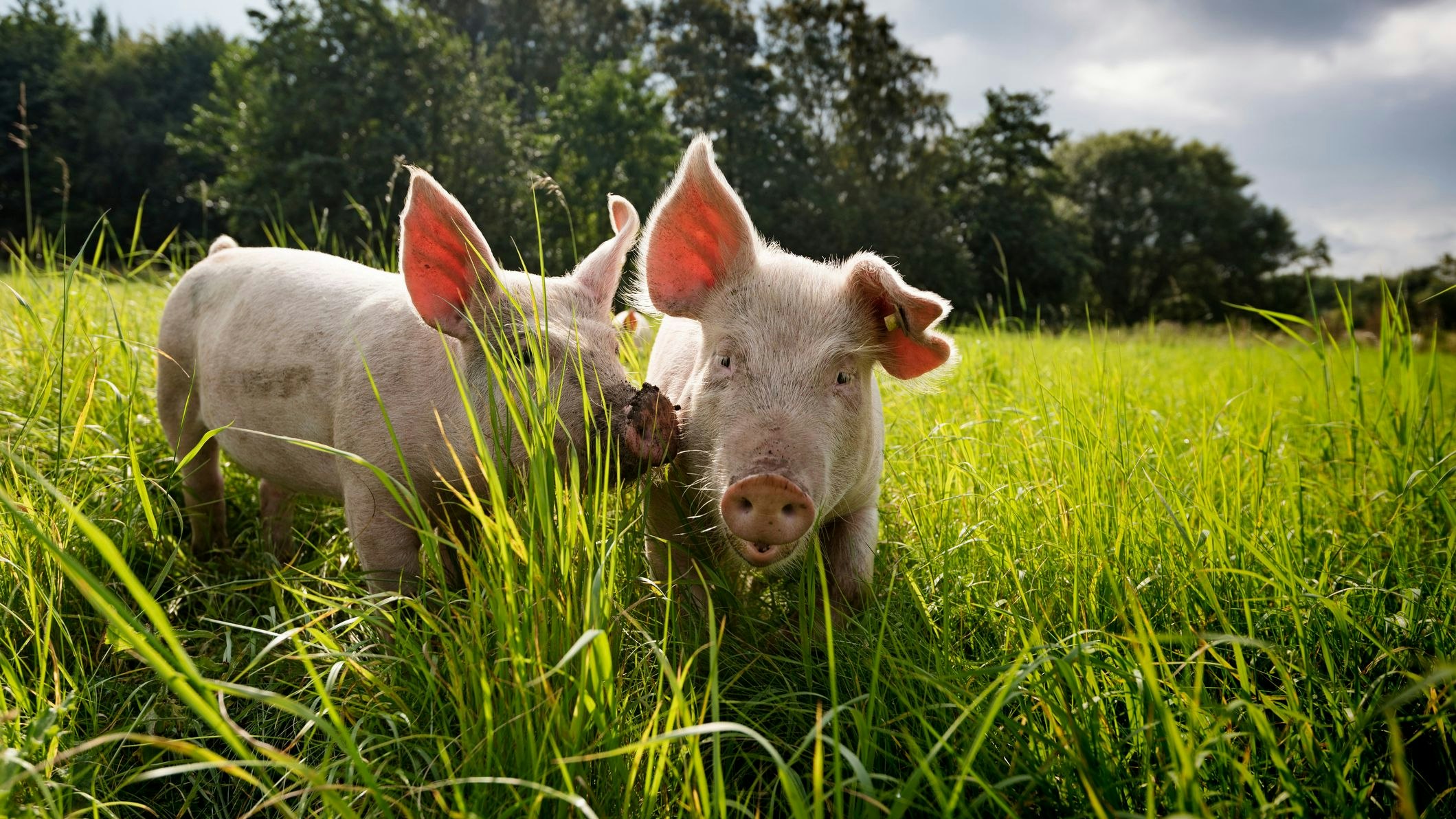 Essensreste als Tierfutter – gute Idee, ist aber verboten