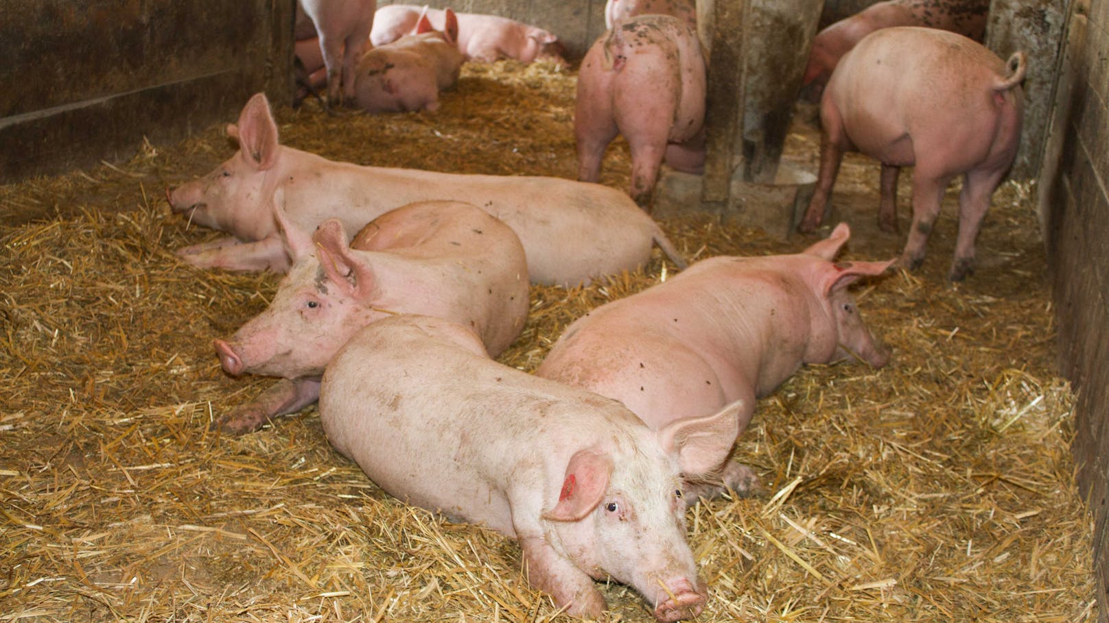 Bio-Schweine müssen auf Stroh gehalten werden und Auslauf haben