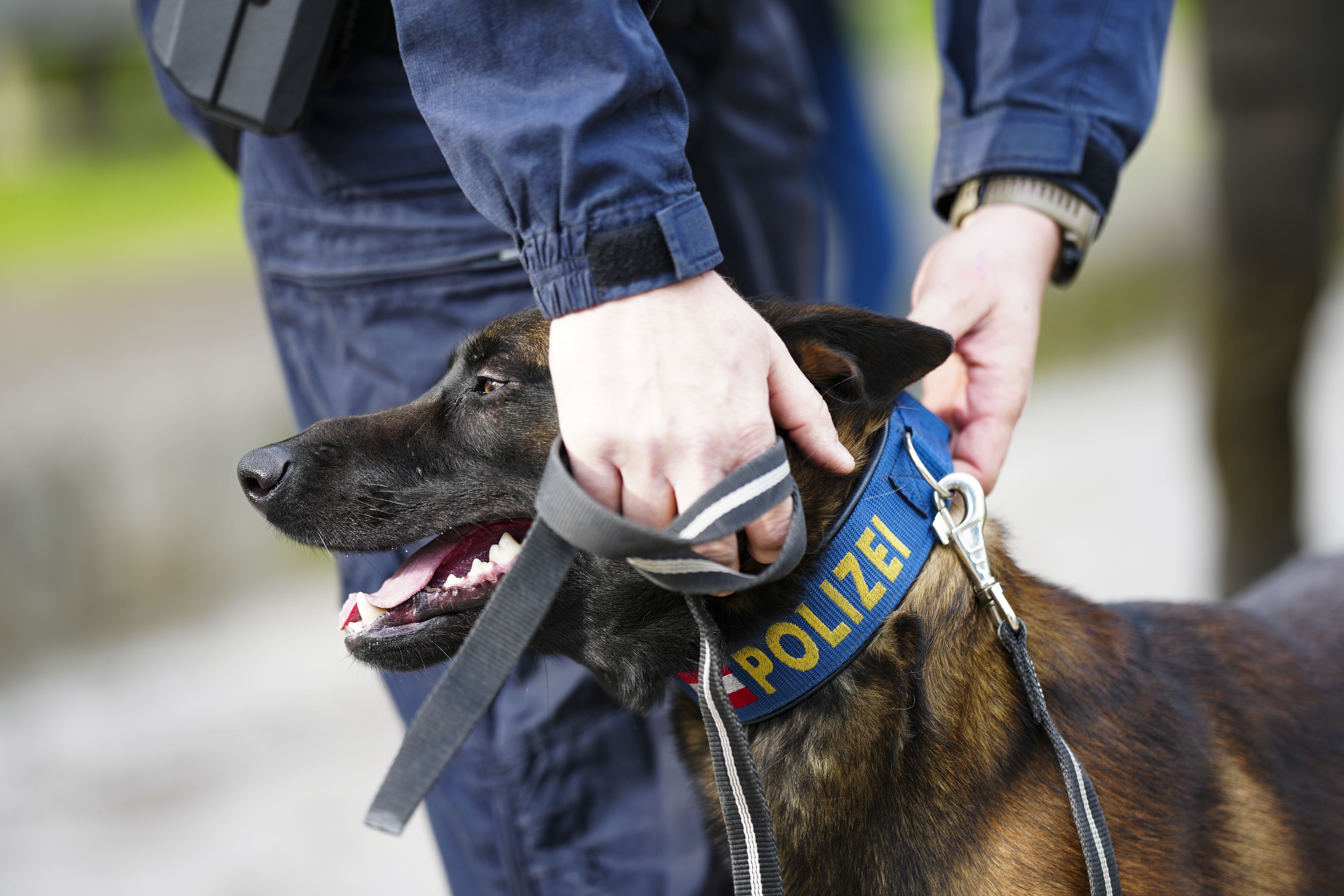 Auch mehrere Polizeihunde waren an der Suche beteiligt. (Symbolbild)