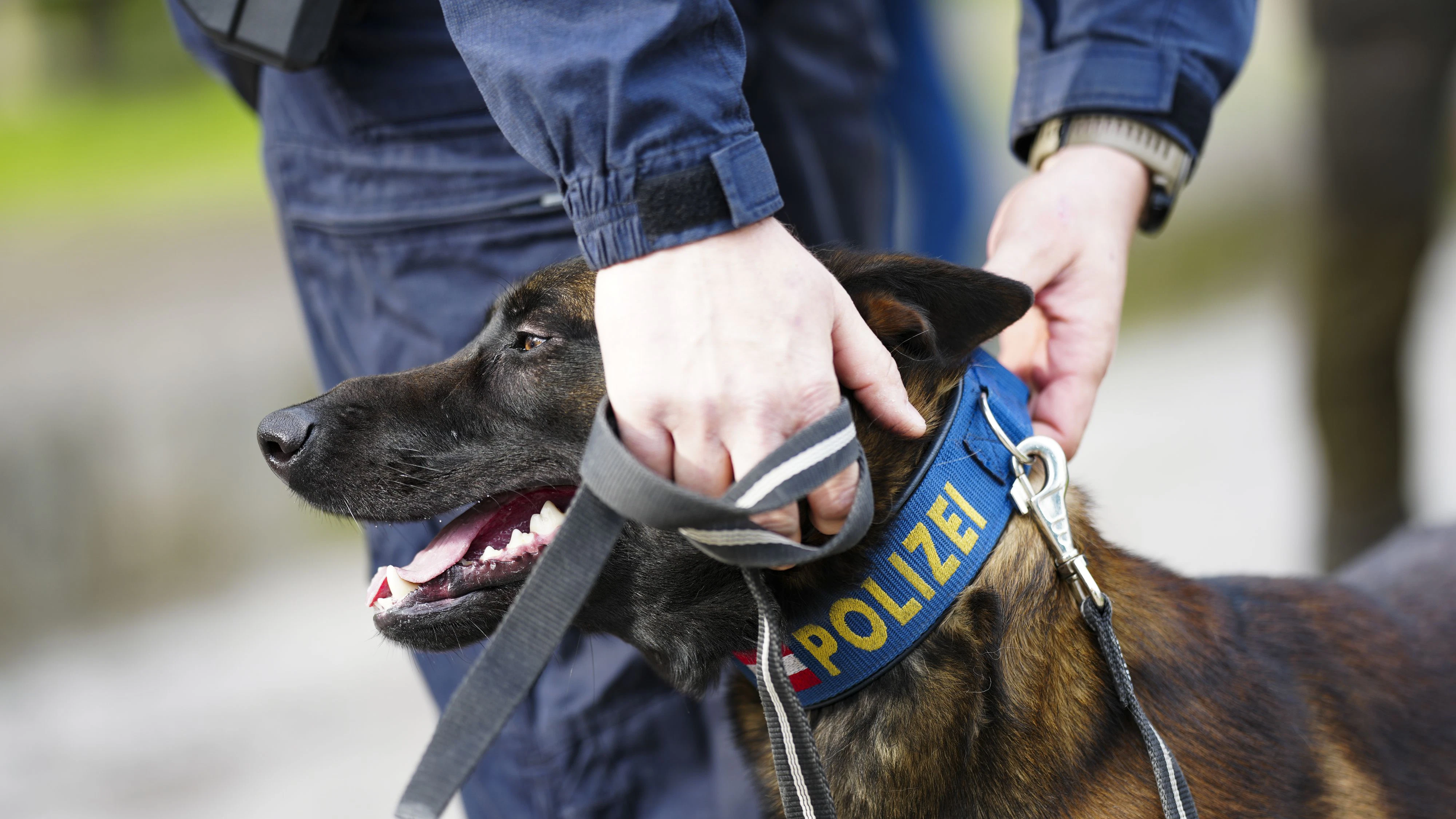Auch mehrere Polizeihunde waren an der Suche beteiligt. (Symbolbild)