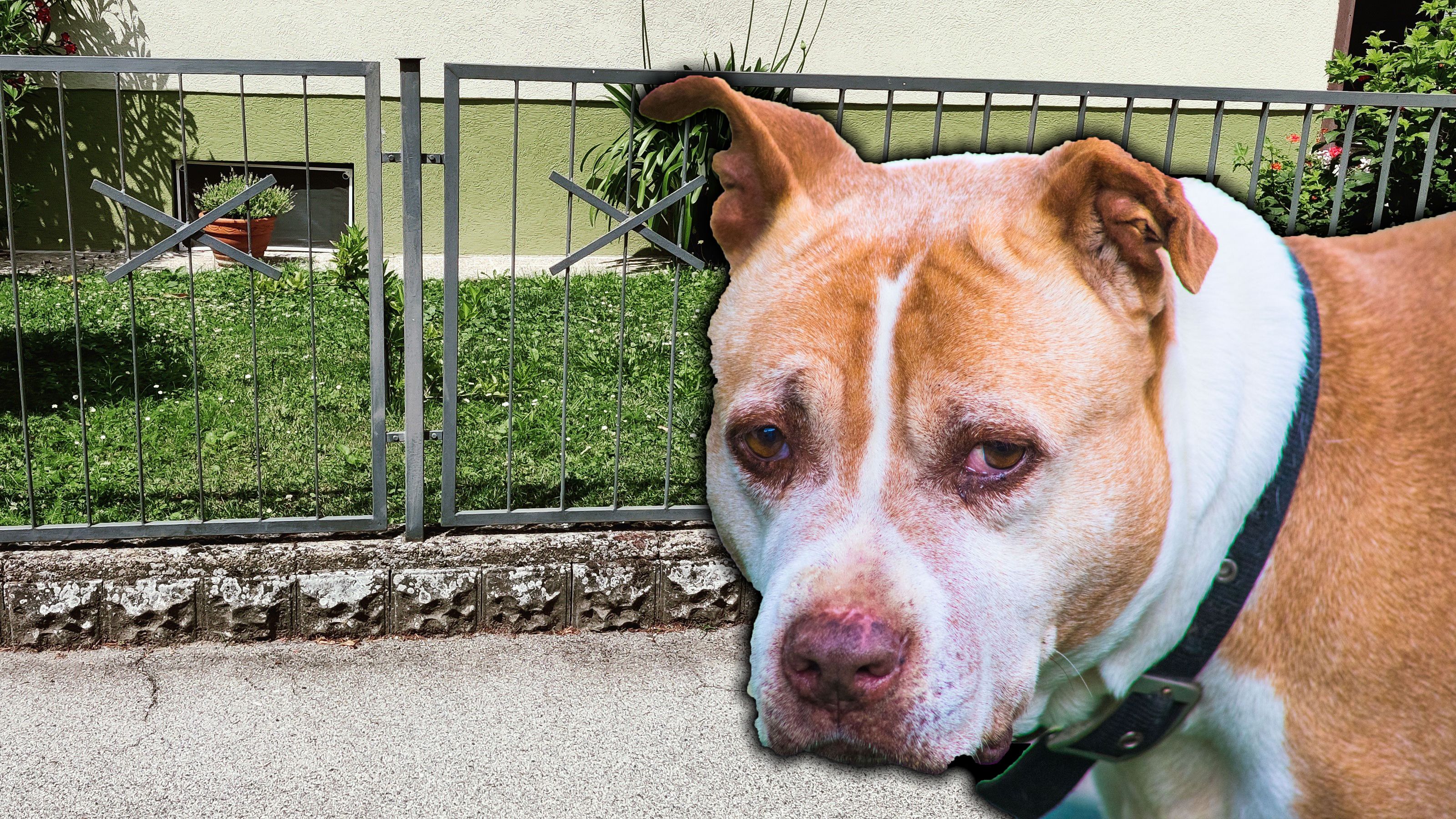 Ein Terrier ging auf einen Welpen los, verletzte dann noch einen Mann.