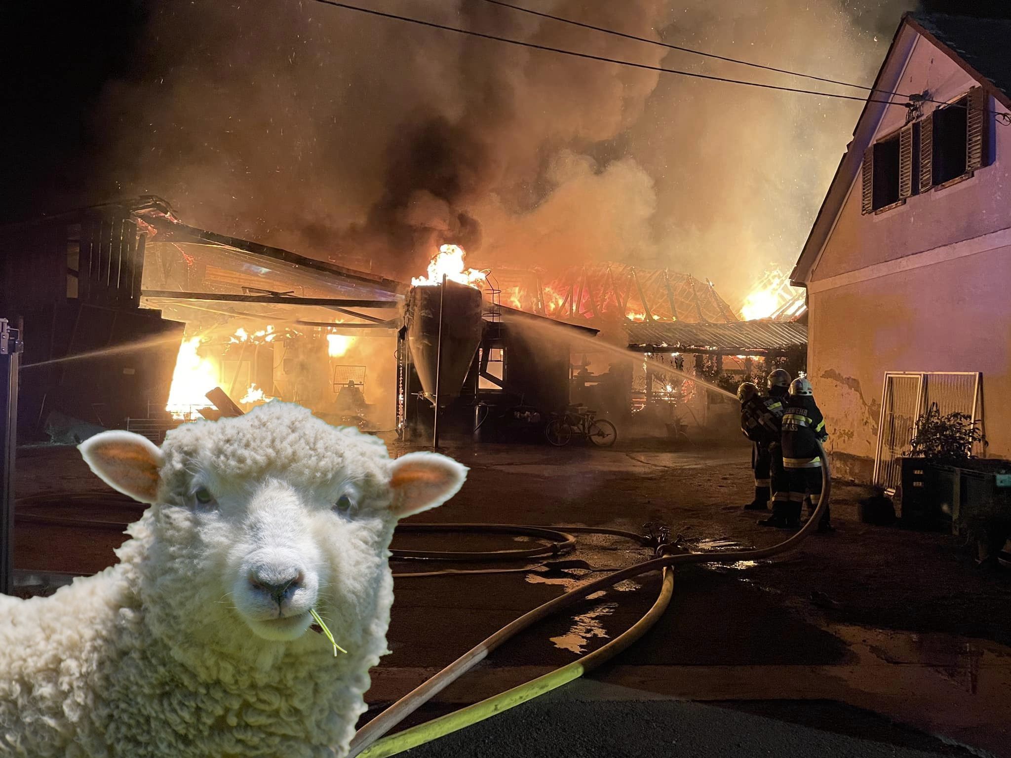 Schaf verendete bei Großbrand in der Steiermark.